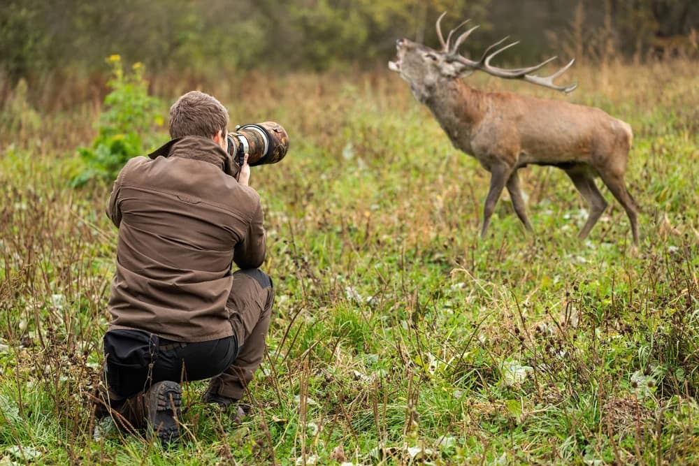 Wildlife Photography