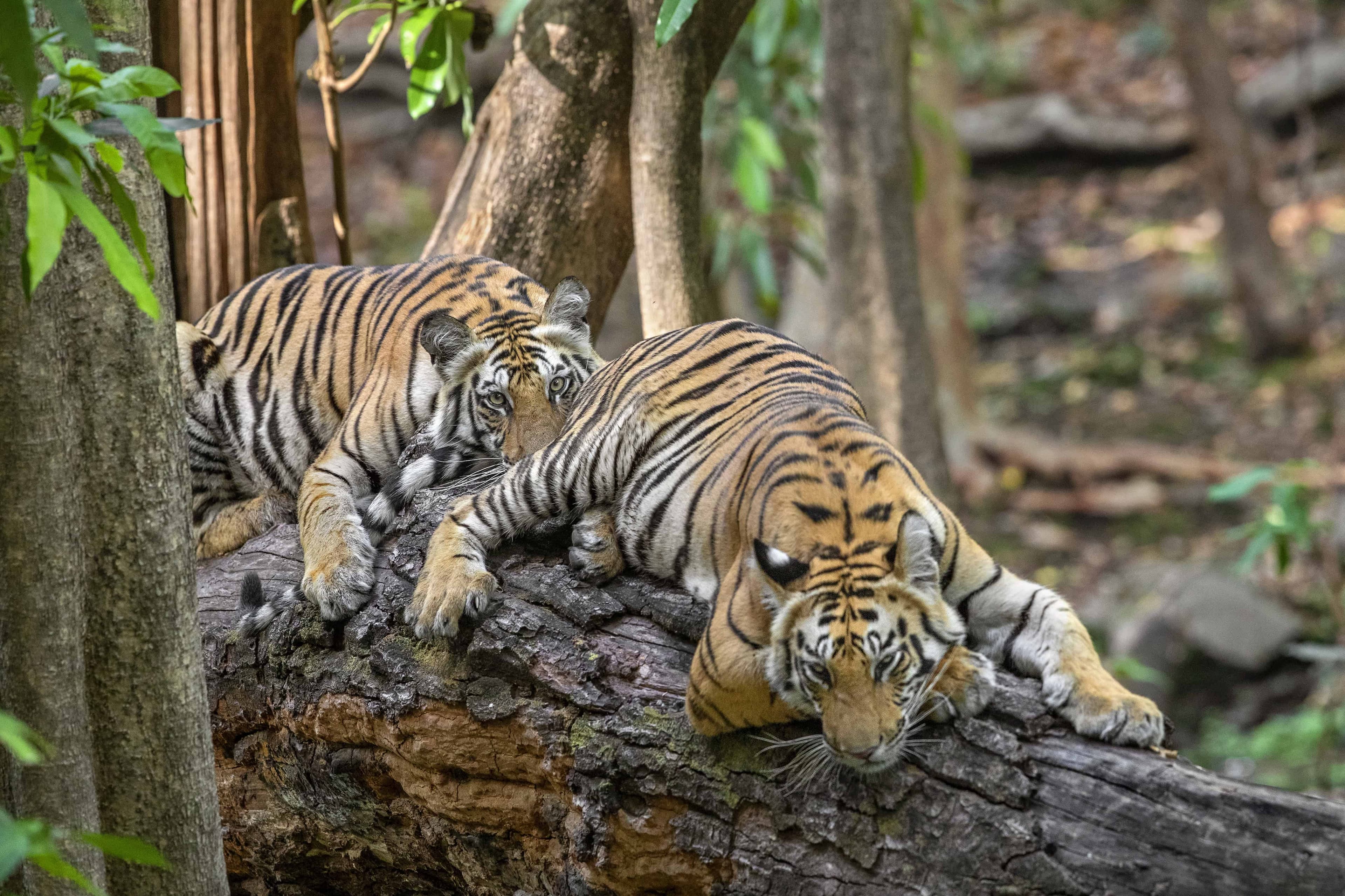 Tigers of Central India