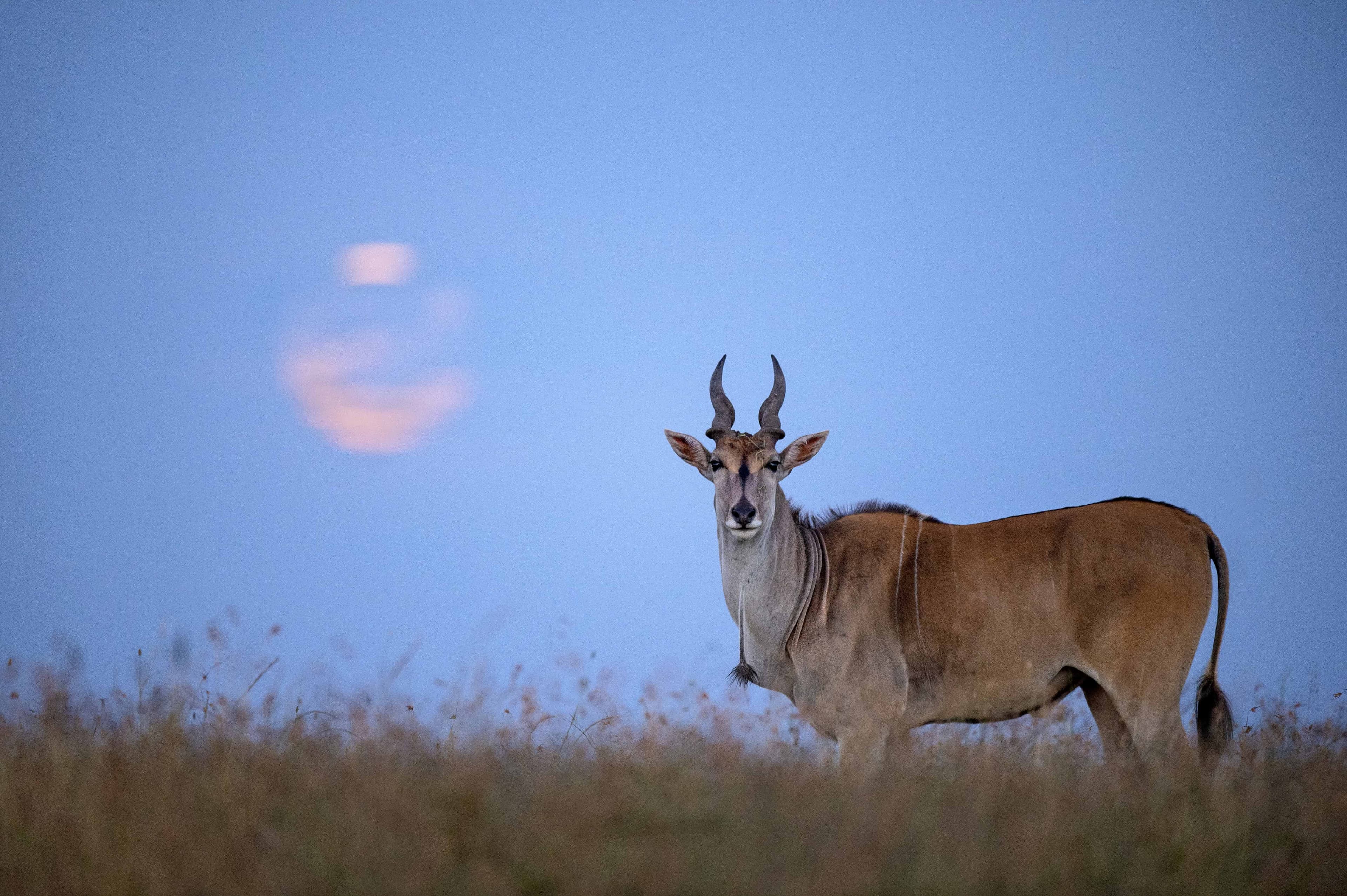 Eland