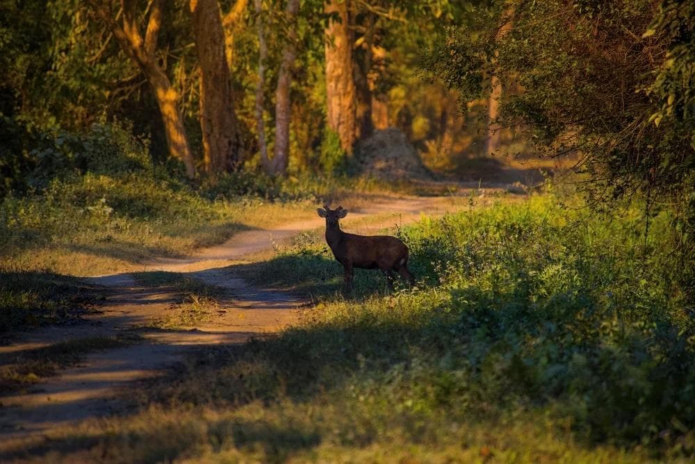 Discover India’s Wildlife Wonders: Customizable Indian Wildlife Tour Packages