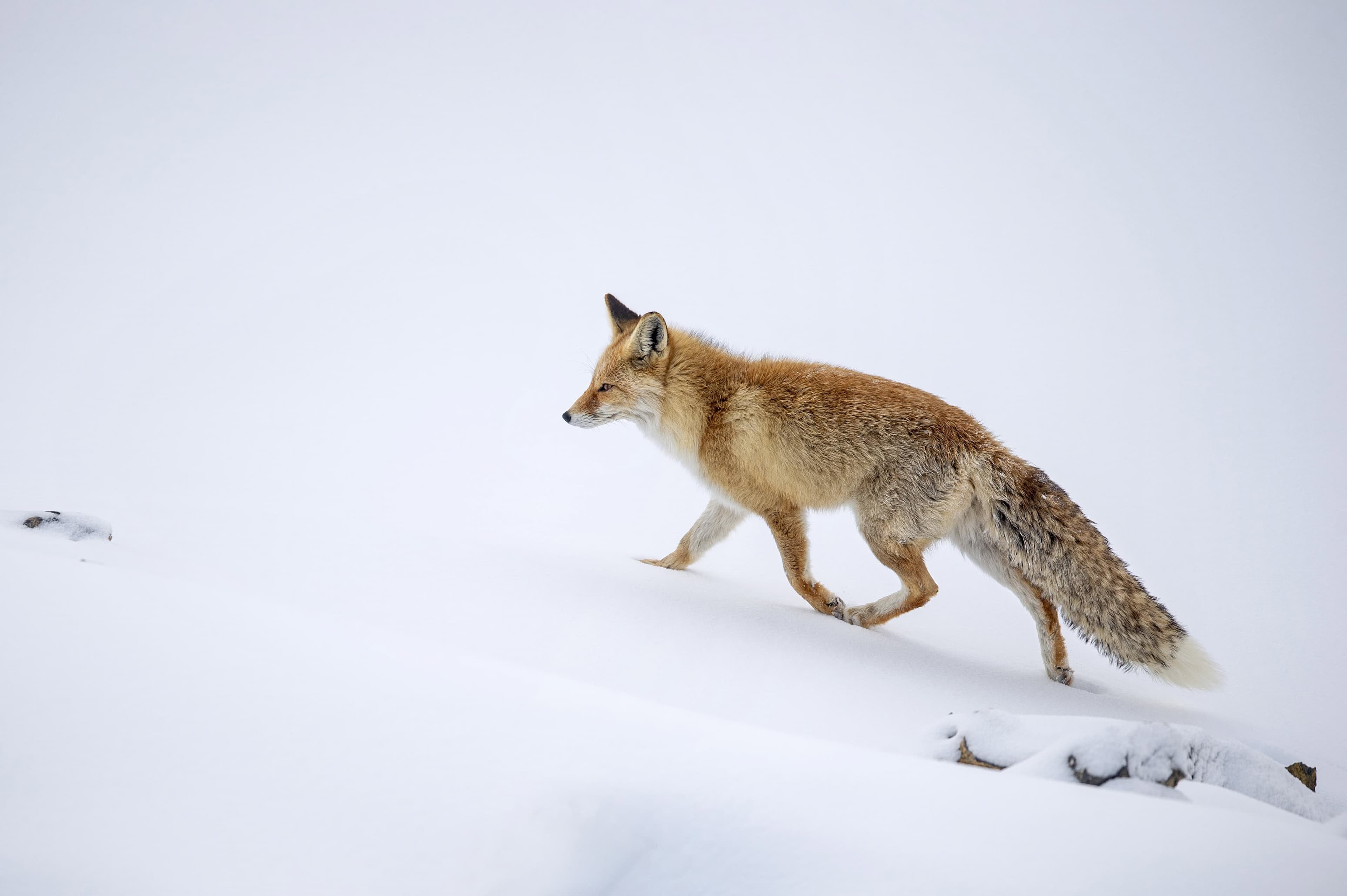 Red Fox of Spiti Valley