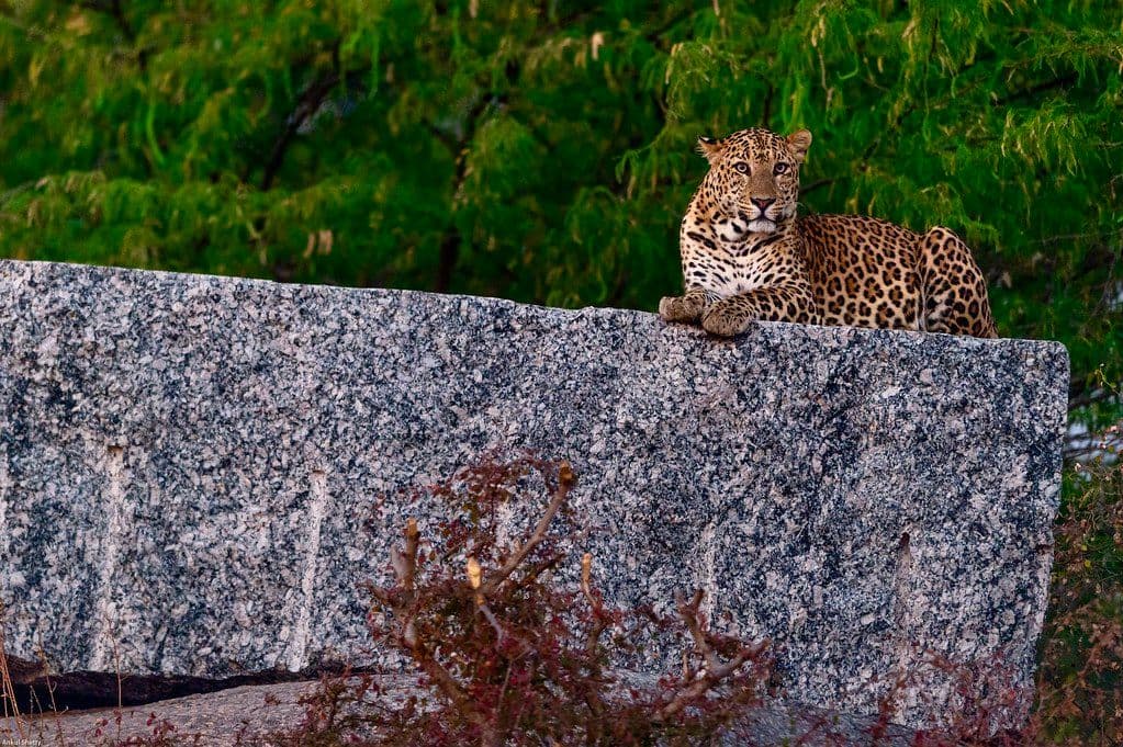 Jawai Leopard Safari: A Thrilling Wildlife Adventure