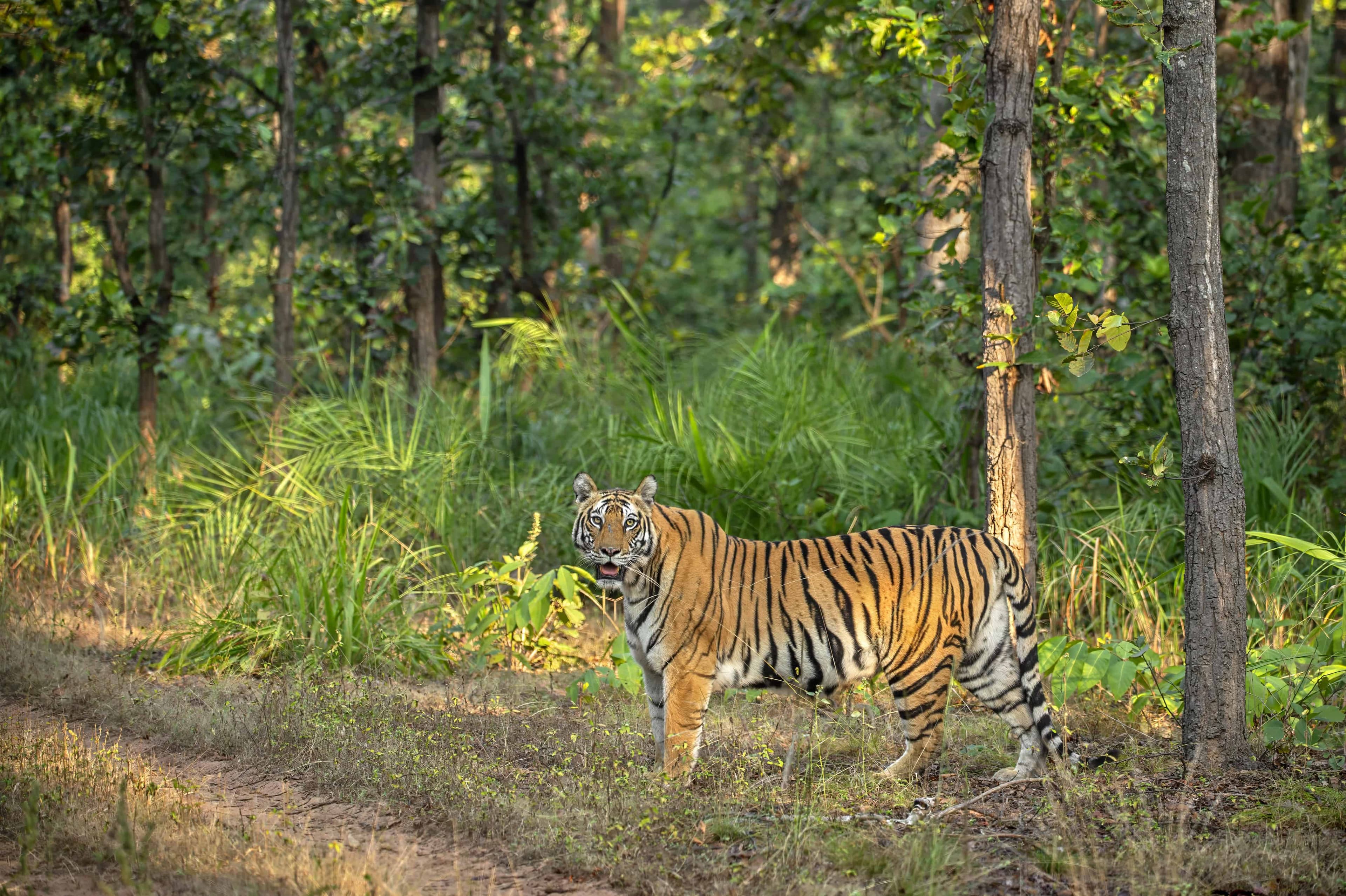 Dabadol Tigress Bandhavgarh