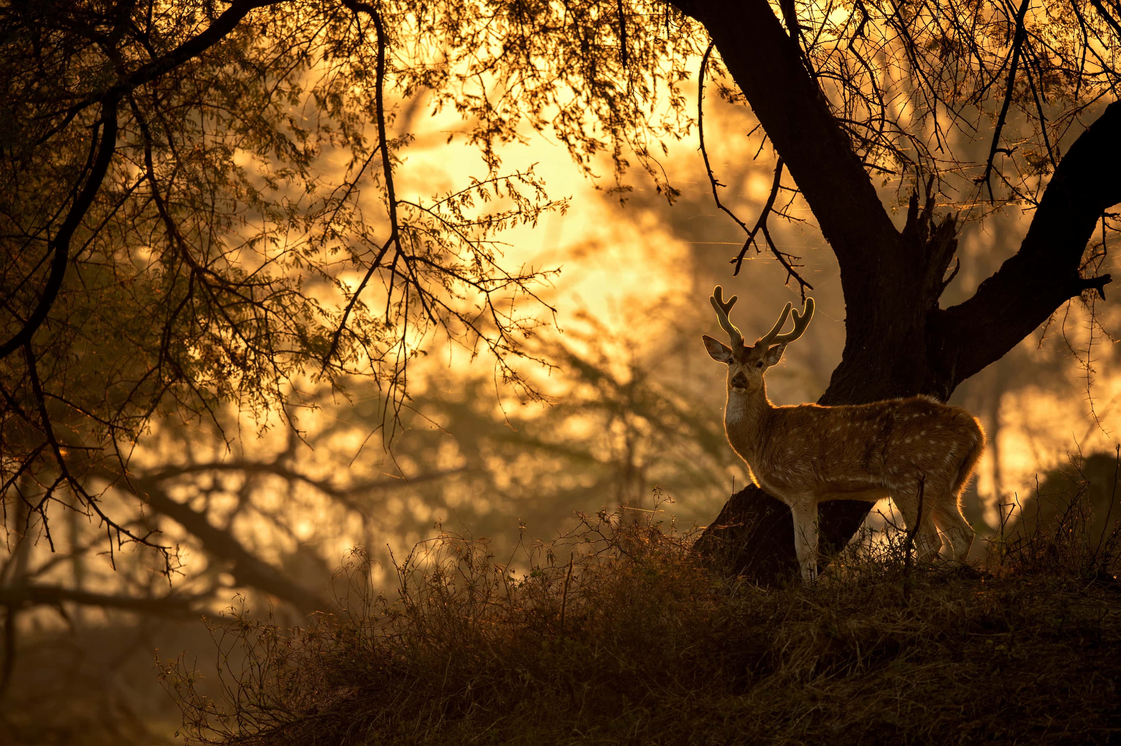 Evening at Bharathpur