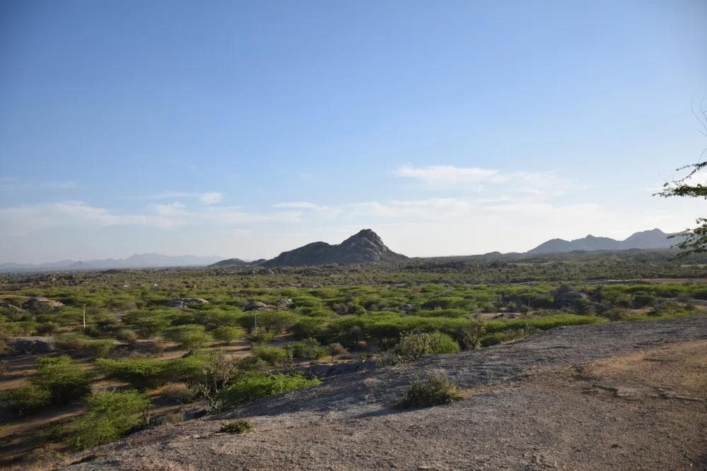 Secrets of the Leopard Hills: Jawai Leopard Safari with The Wild Terrain