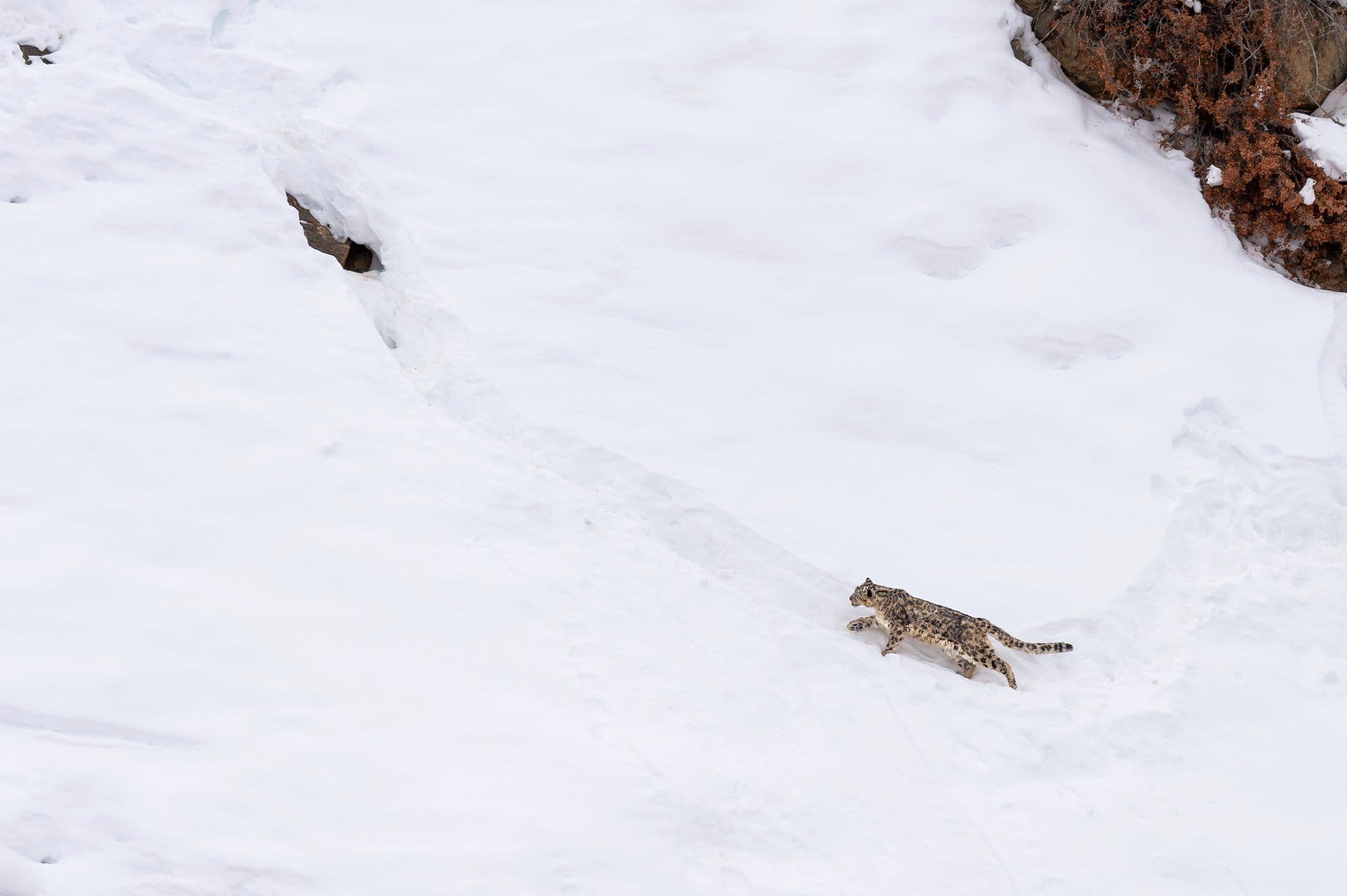 Spiti Valley Expedition: In Pursuit of the Himalayan Snow Leopard