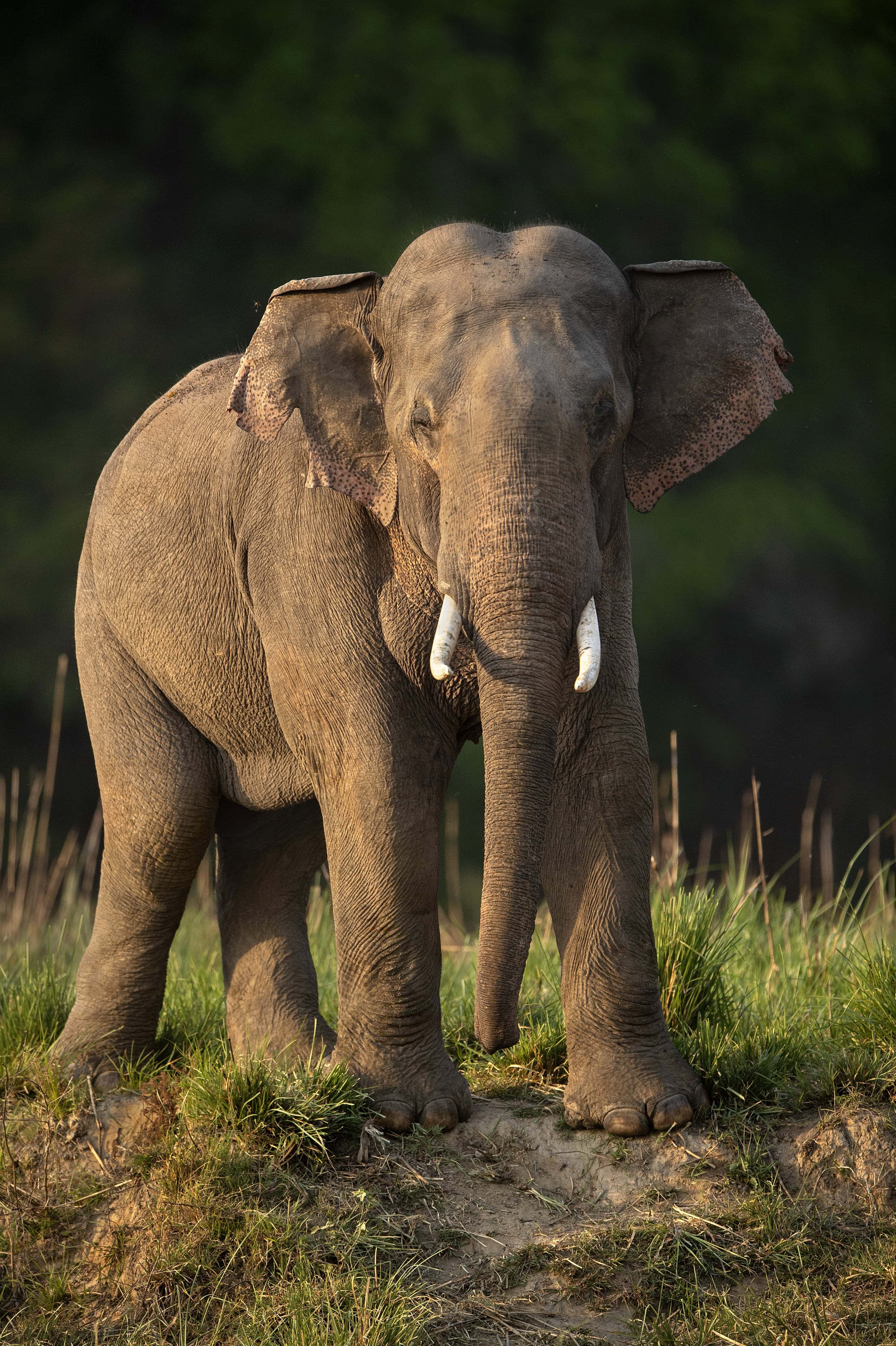 Elephant of Jim Corbett