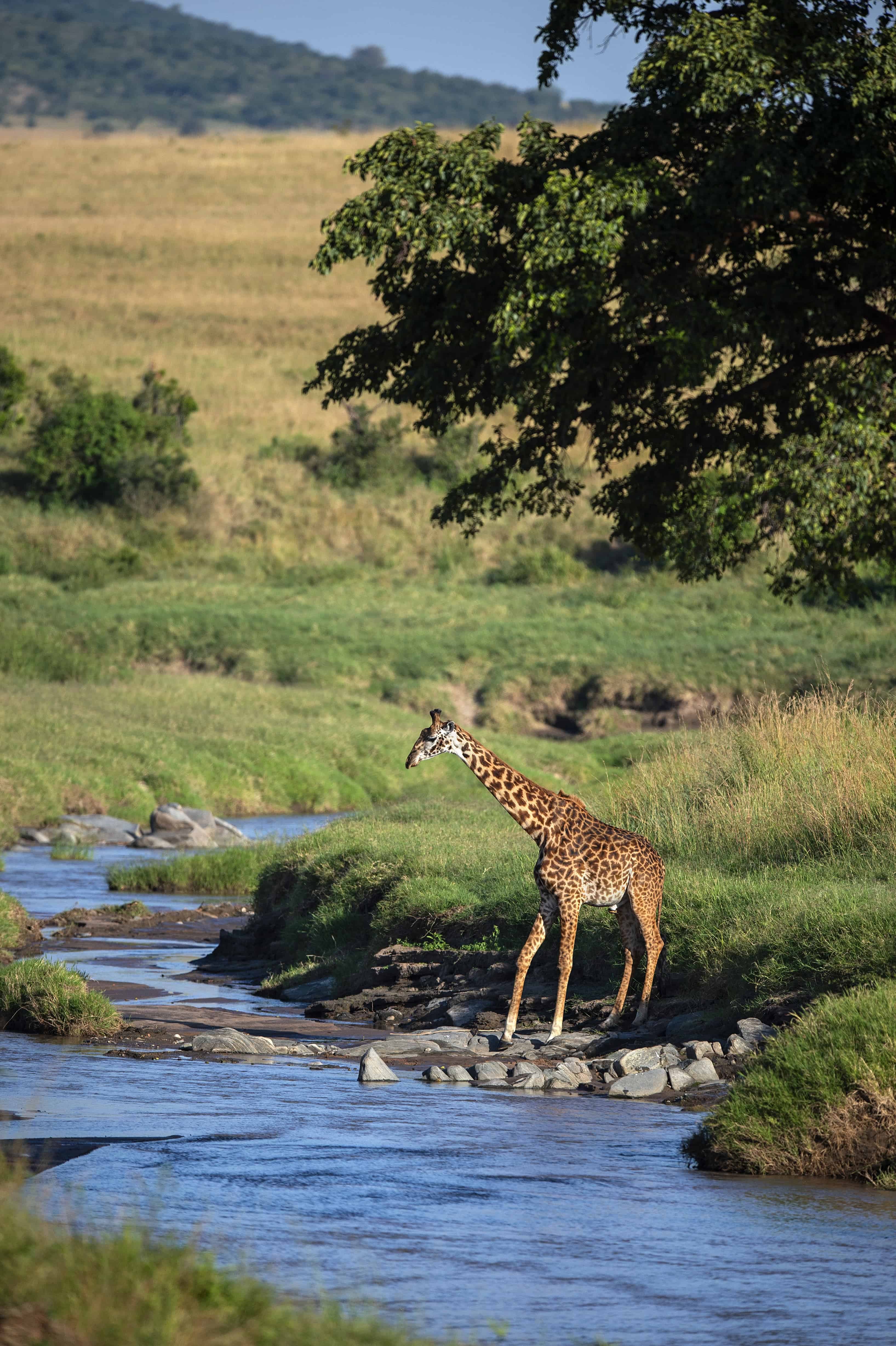 Giraffe at Sandriver
