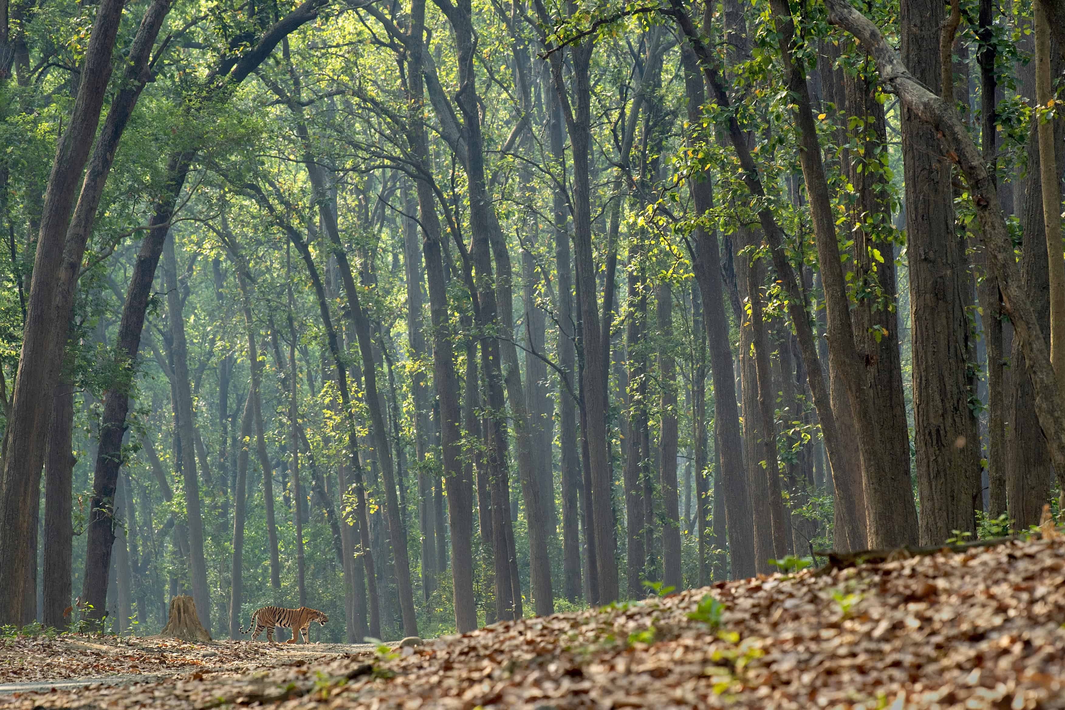 Tiger Under Salt Tree