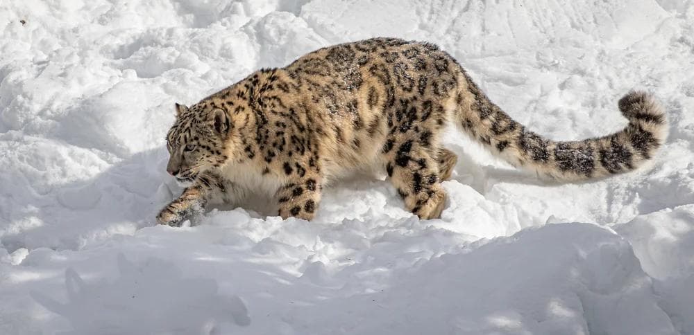 In Pursuit of Himalayan Snow Leopard