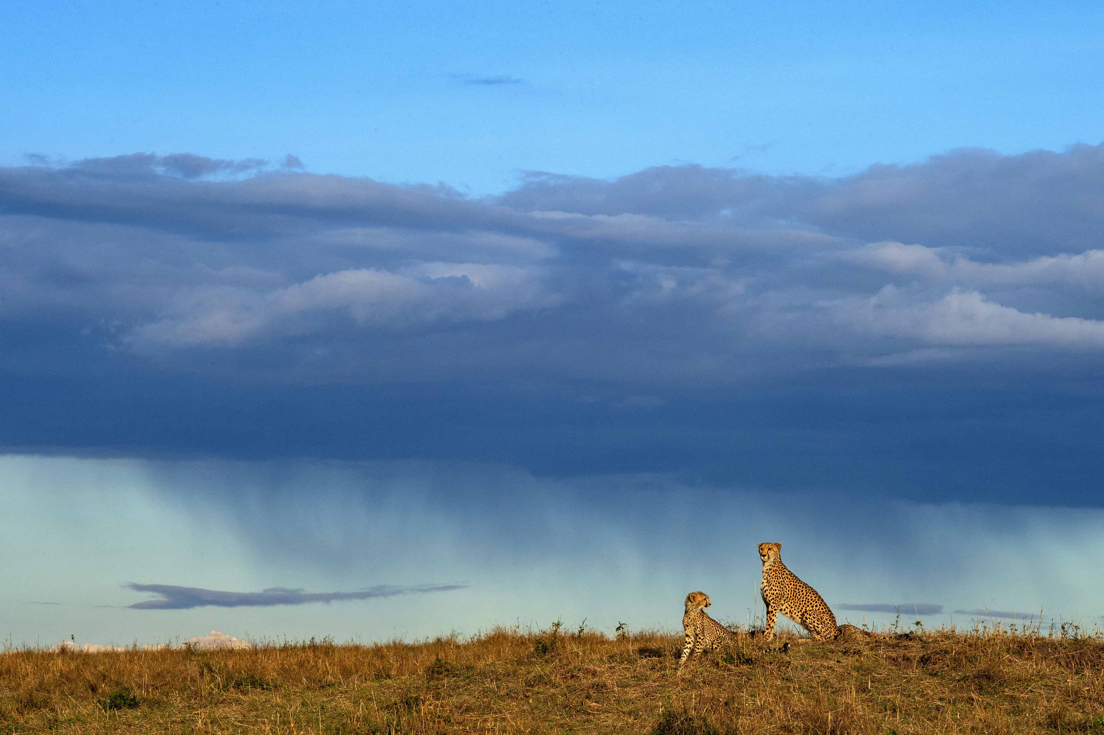 Virga Rain Cheetah Special Edition