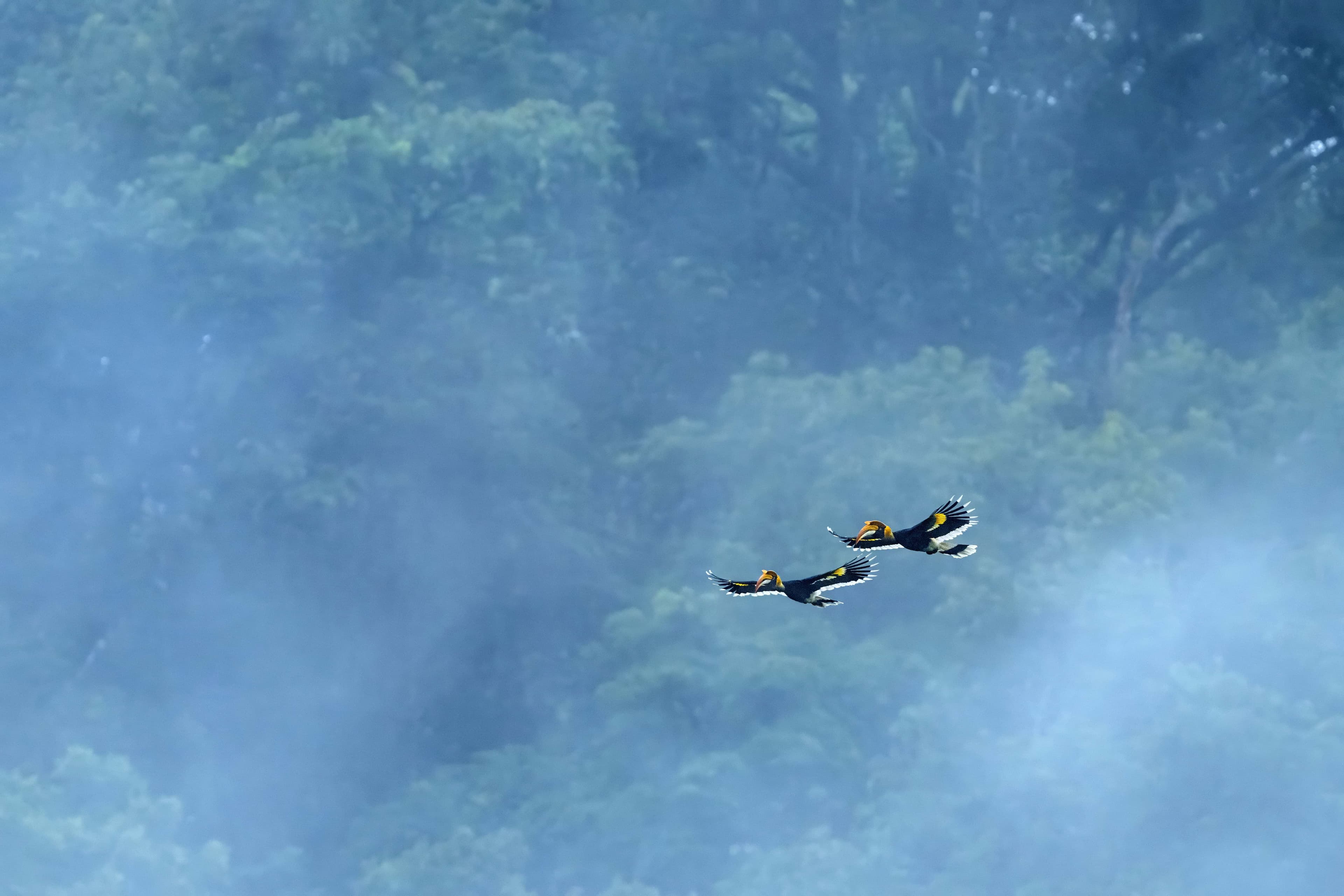 Great Indian Hornbill Flight