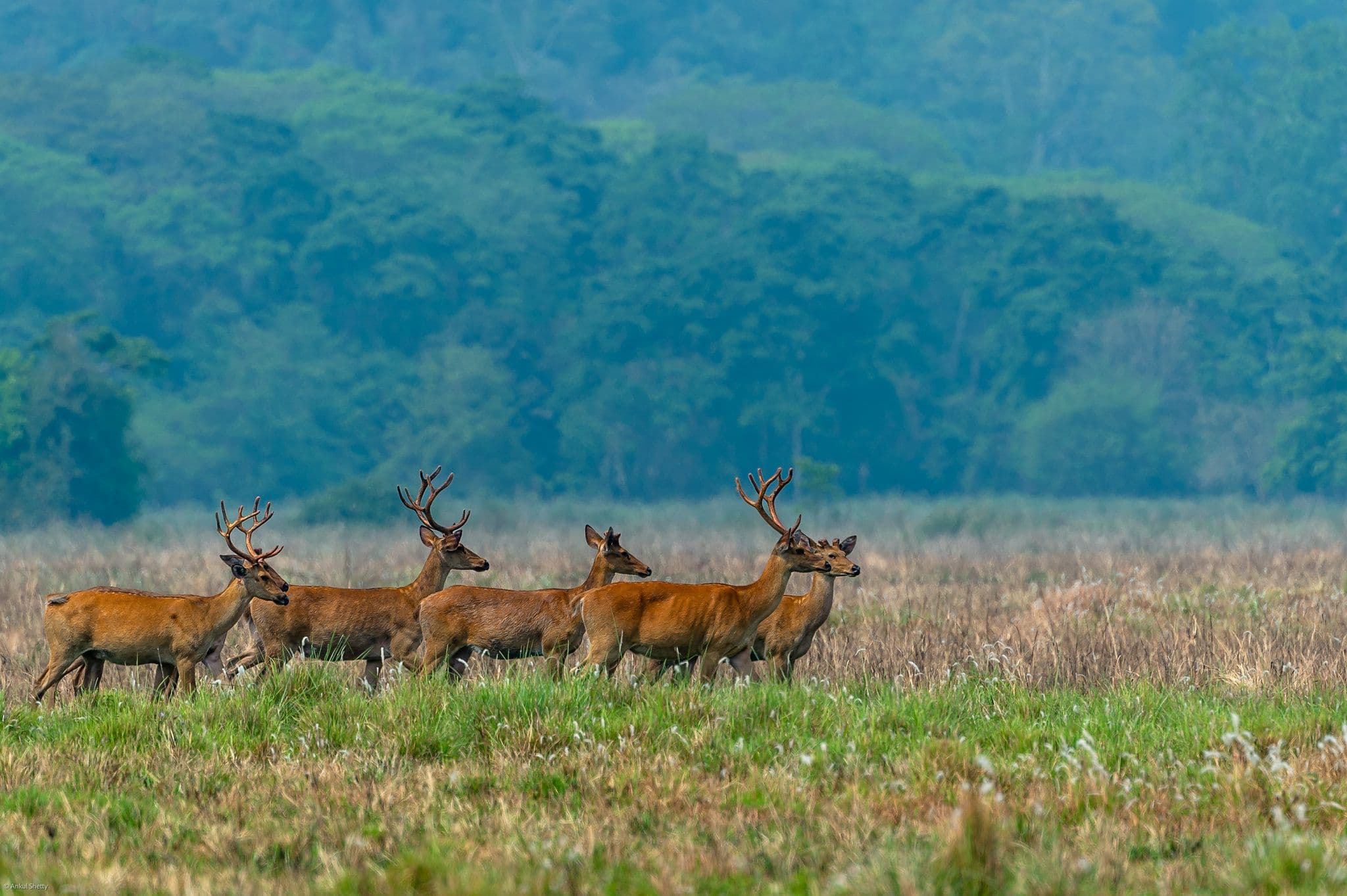 Kanha: Whispers of the Wild