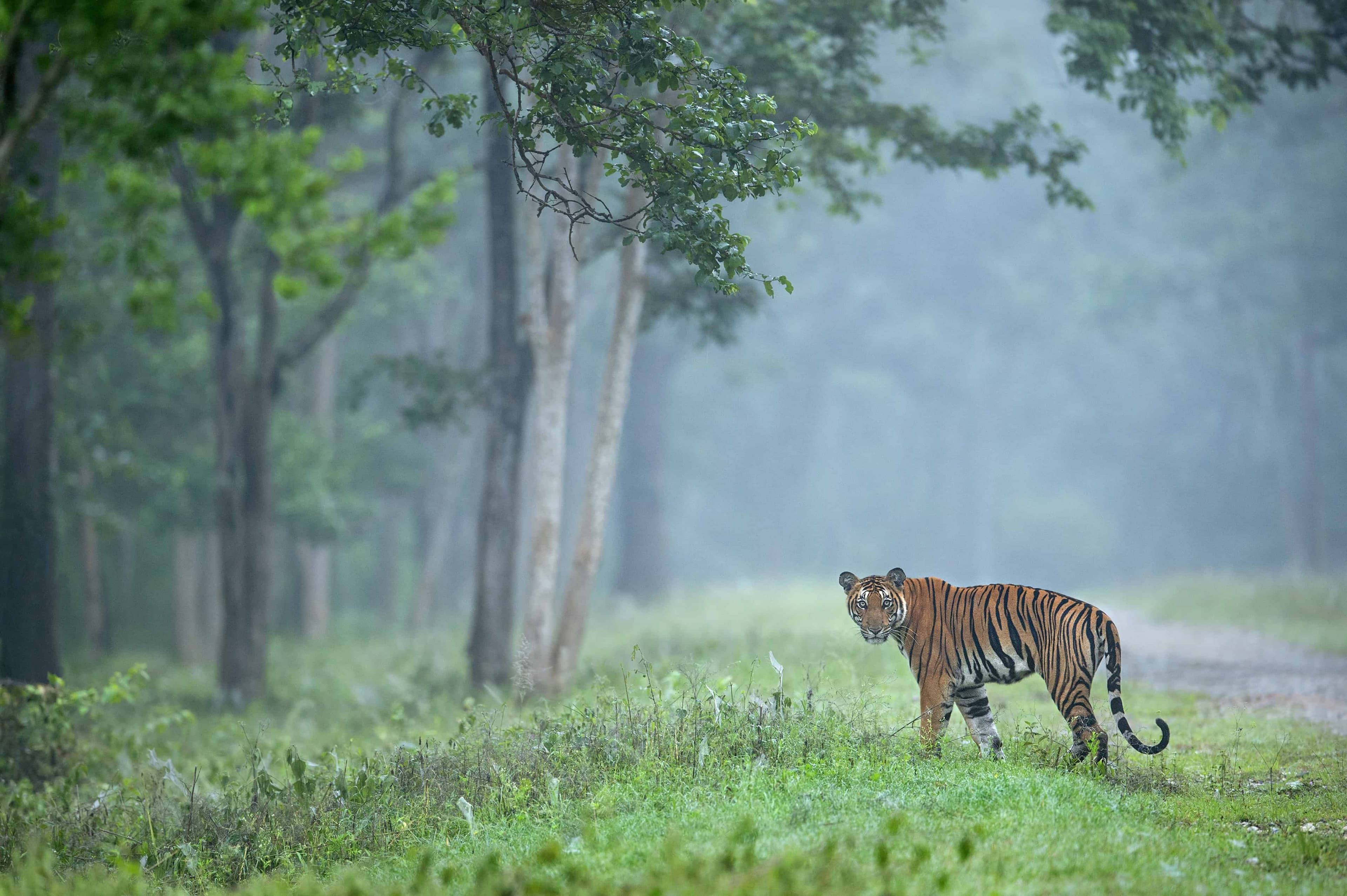 Kabini Tiger - Special Edition