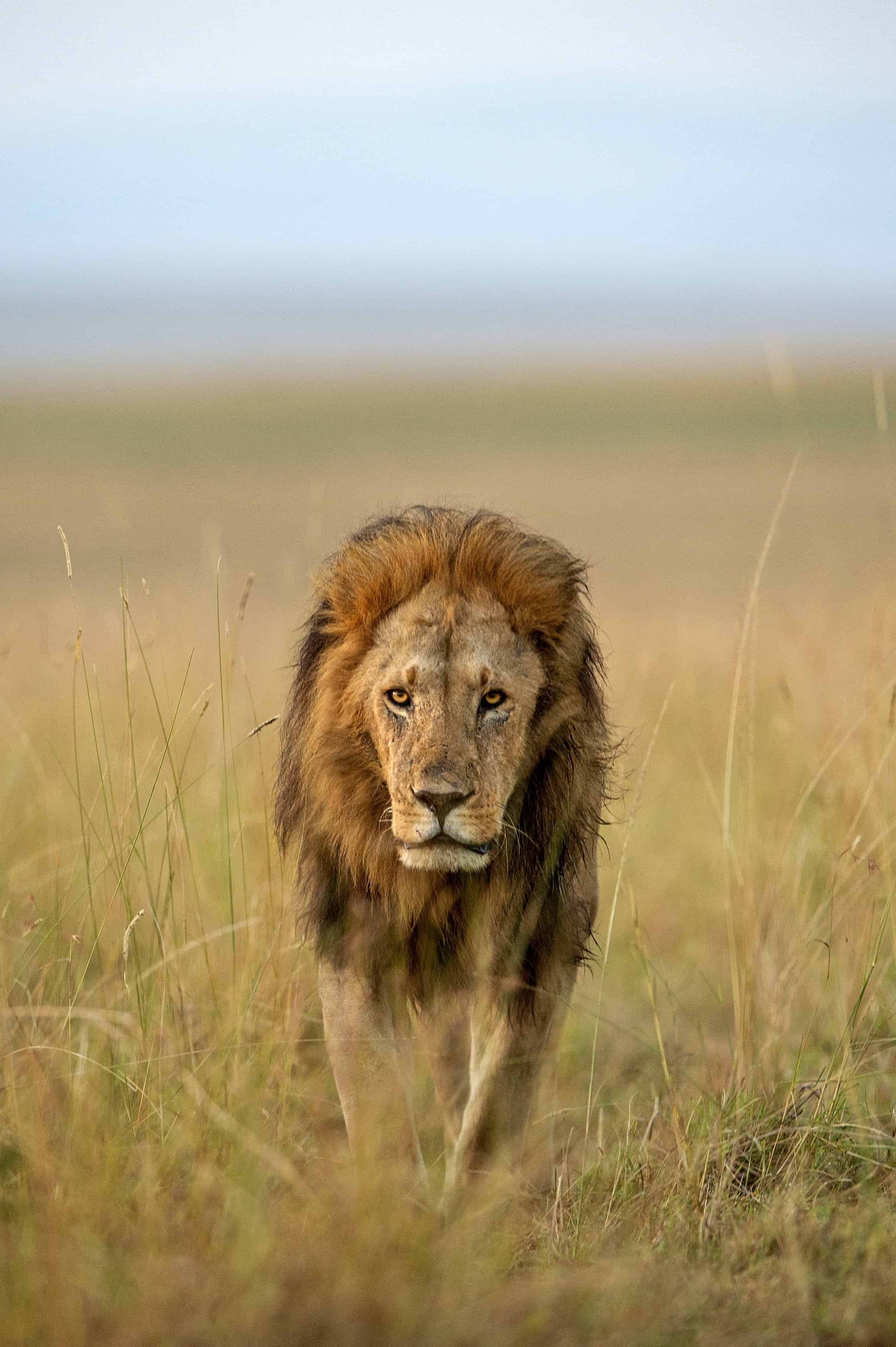 Lion of Masai Mara