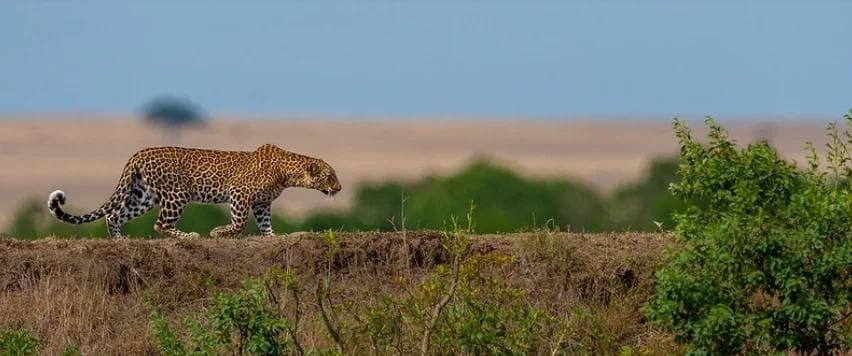 Jawai Leopard - The Wild Terrain