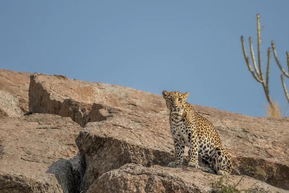 Captivating Leopard Hills Adventure