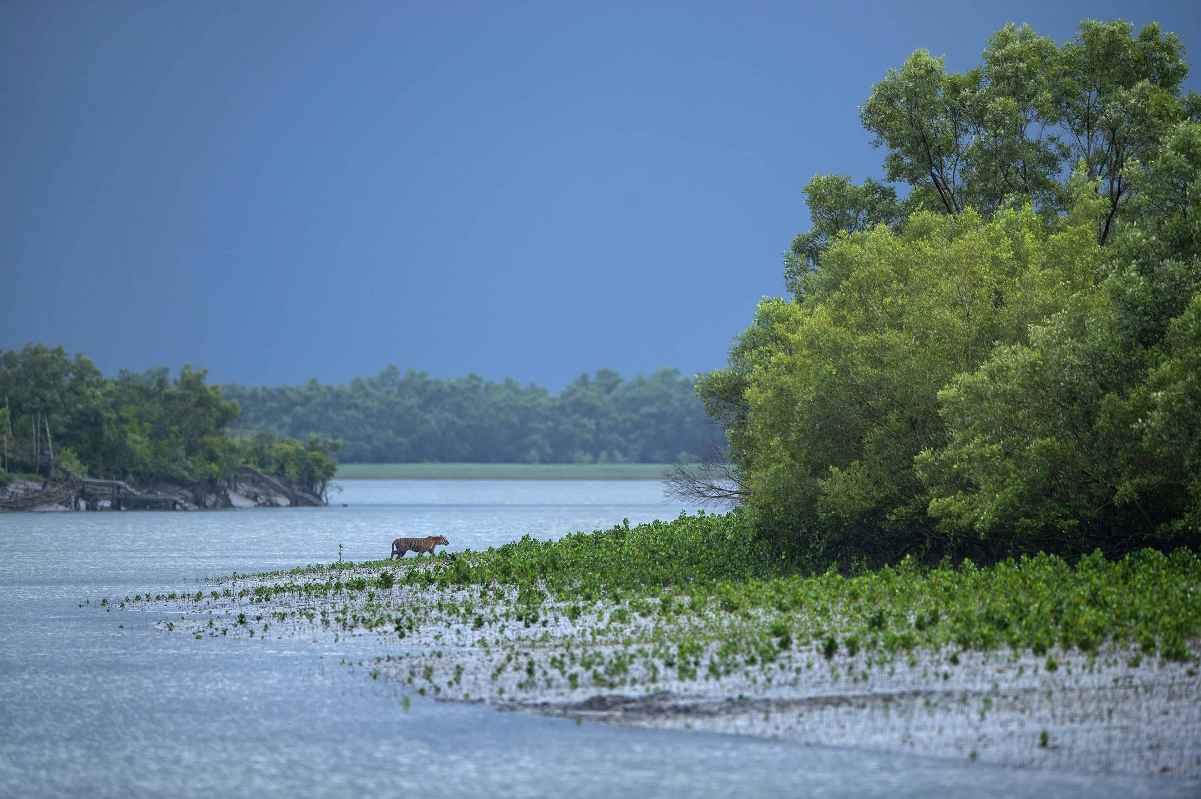Tiger of Sundarbans - Special Edition