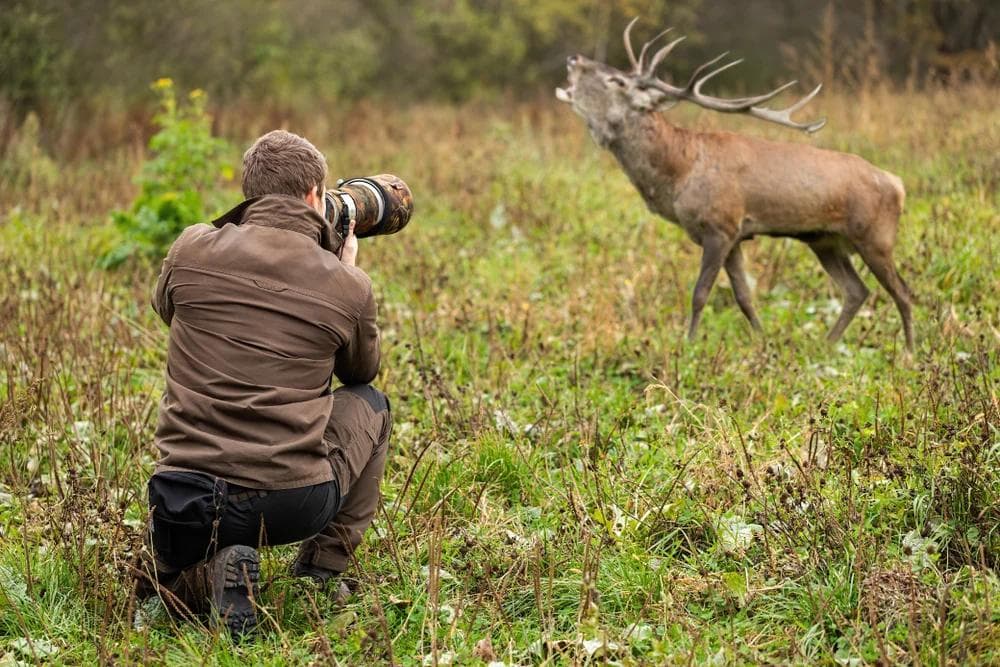 The Art of Patience: Waiting for the Perfect Wildlife Photography