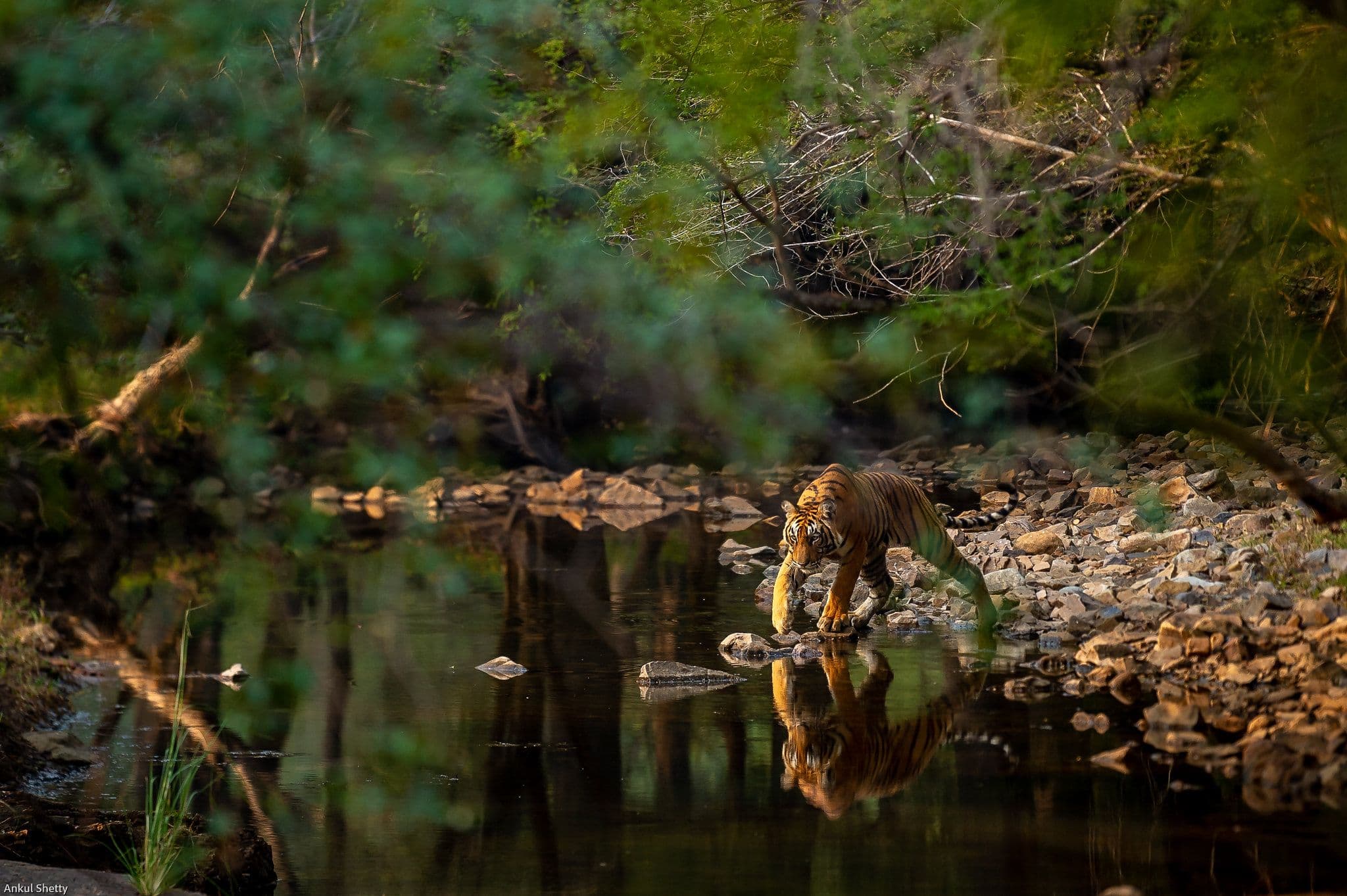 Ranthambore Summer Safari: A Journey into Tiger Territory