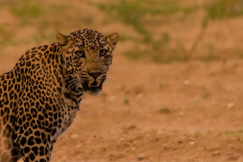 Jawai Leopard Safari Booking: Your Ultimate Guide