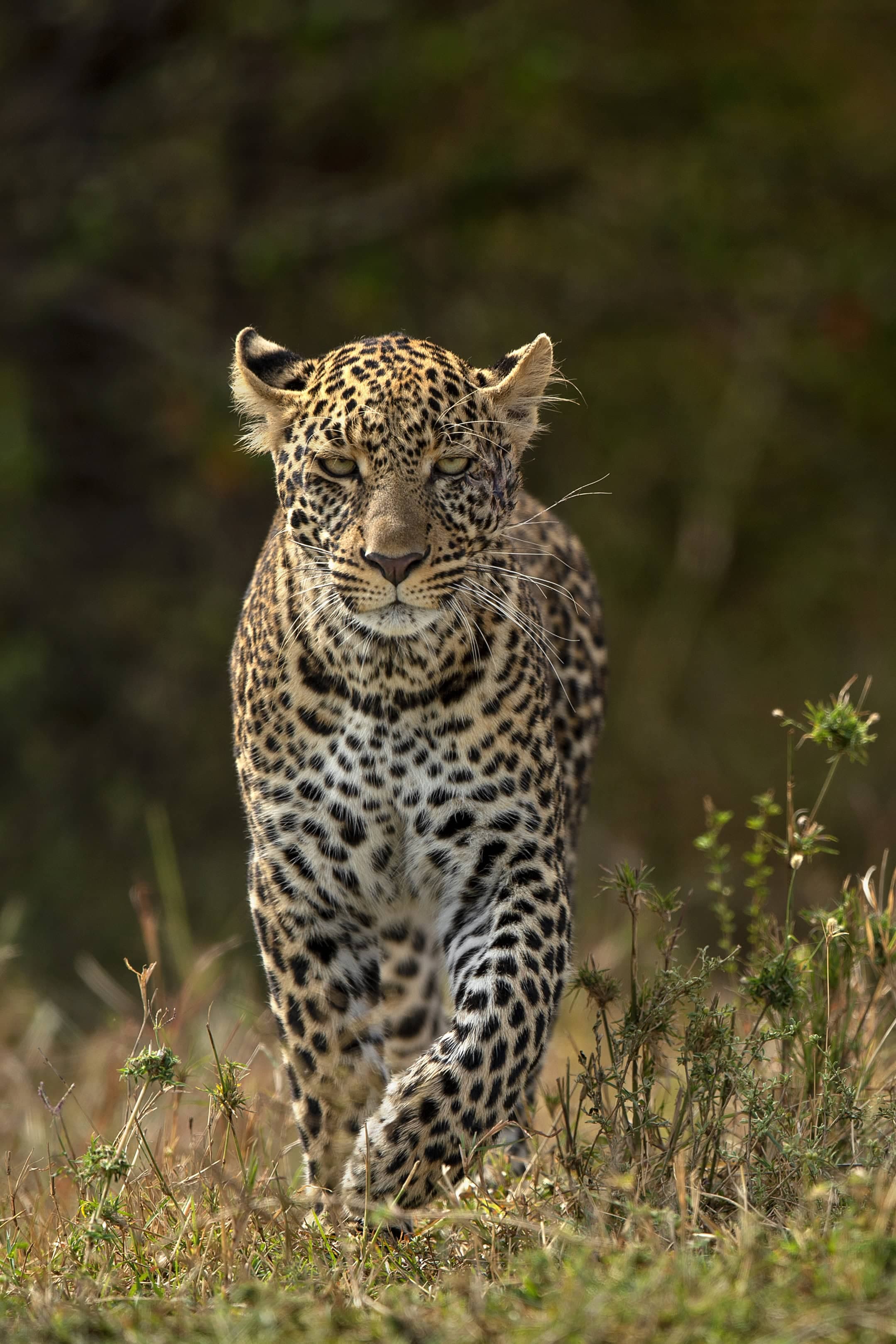 African Leopard