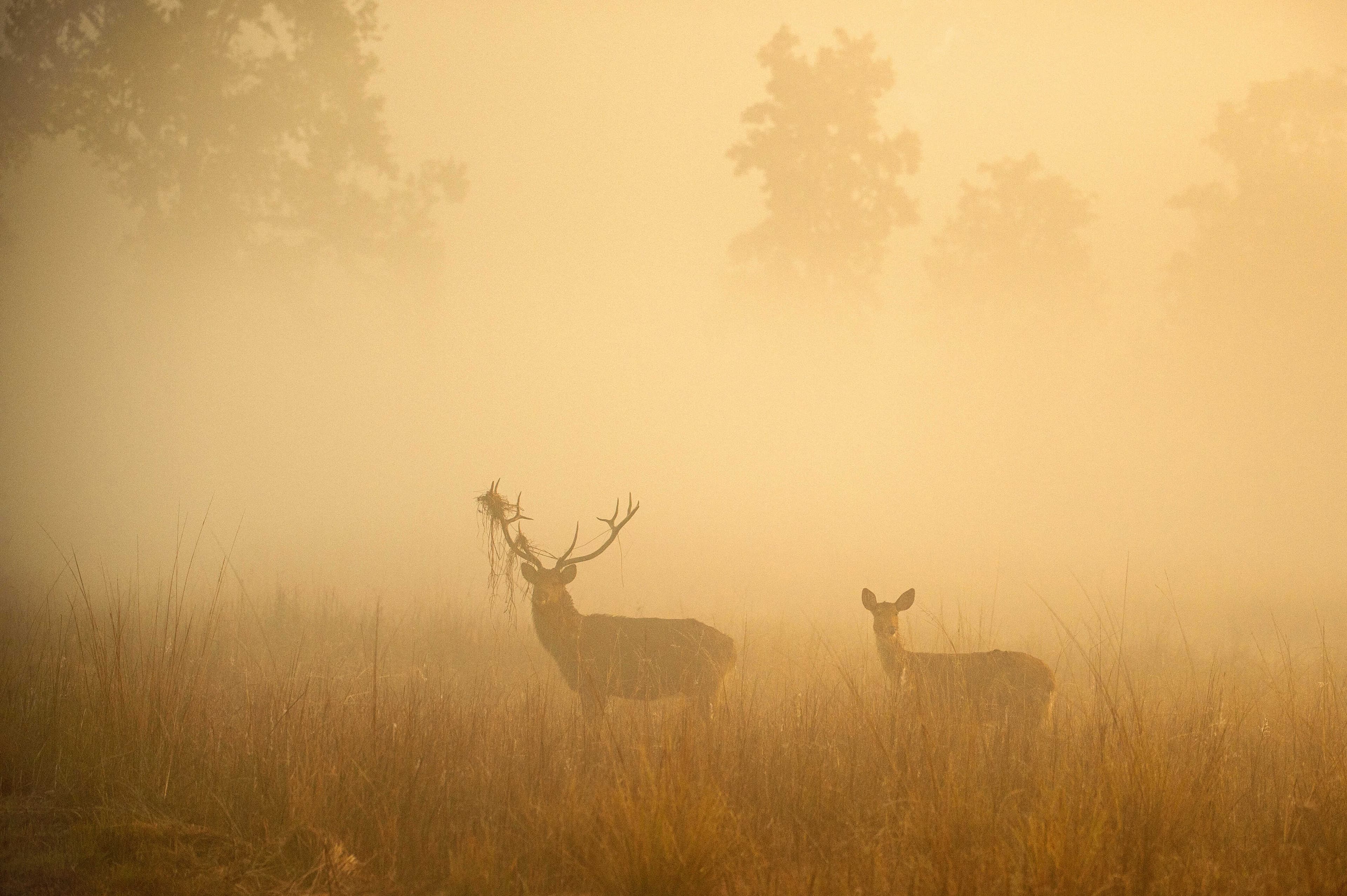 Barasingha From Kanha