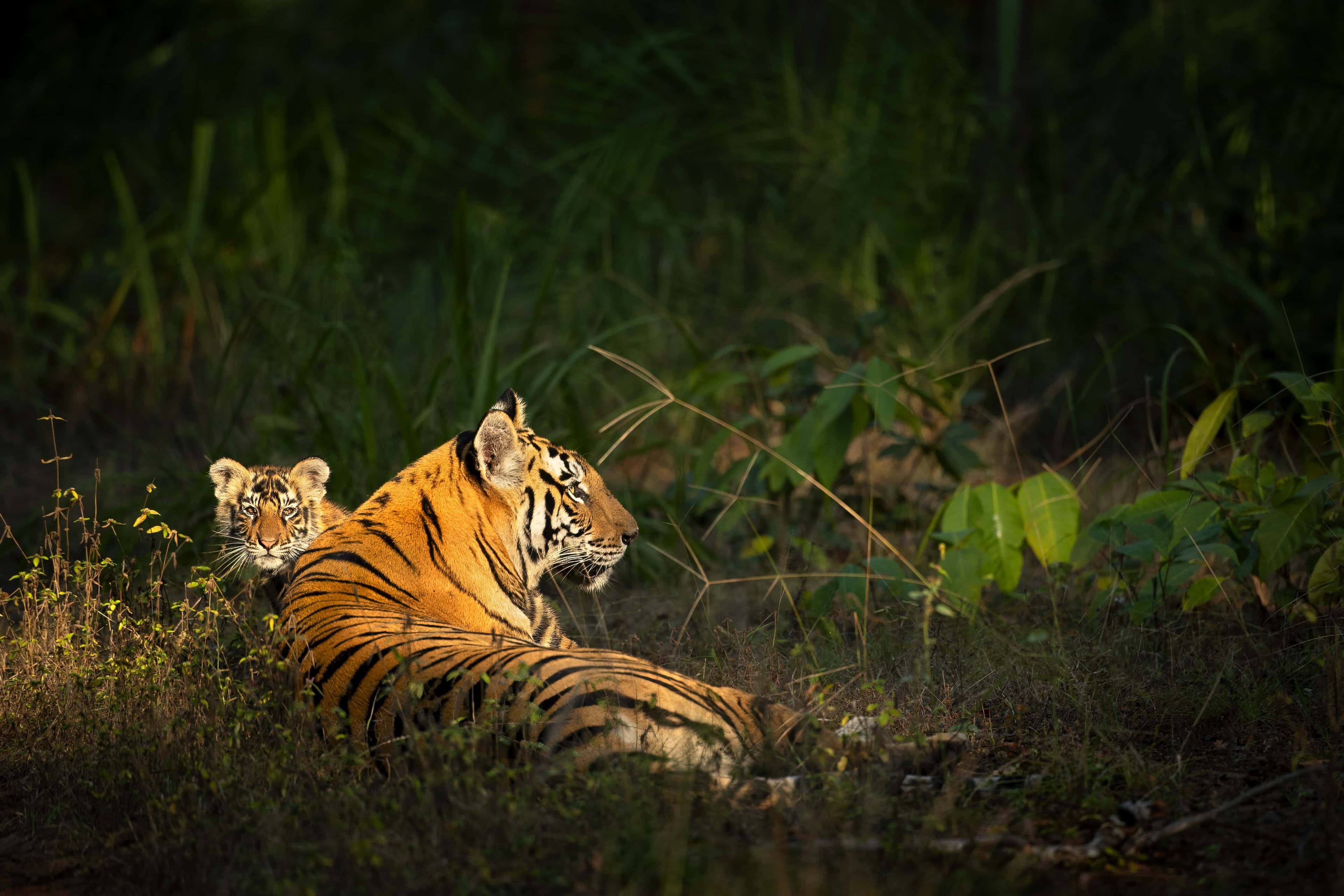 Tiger and Cub - Special Edition