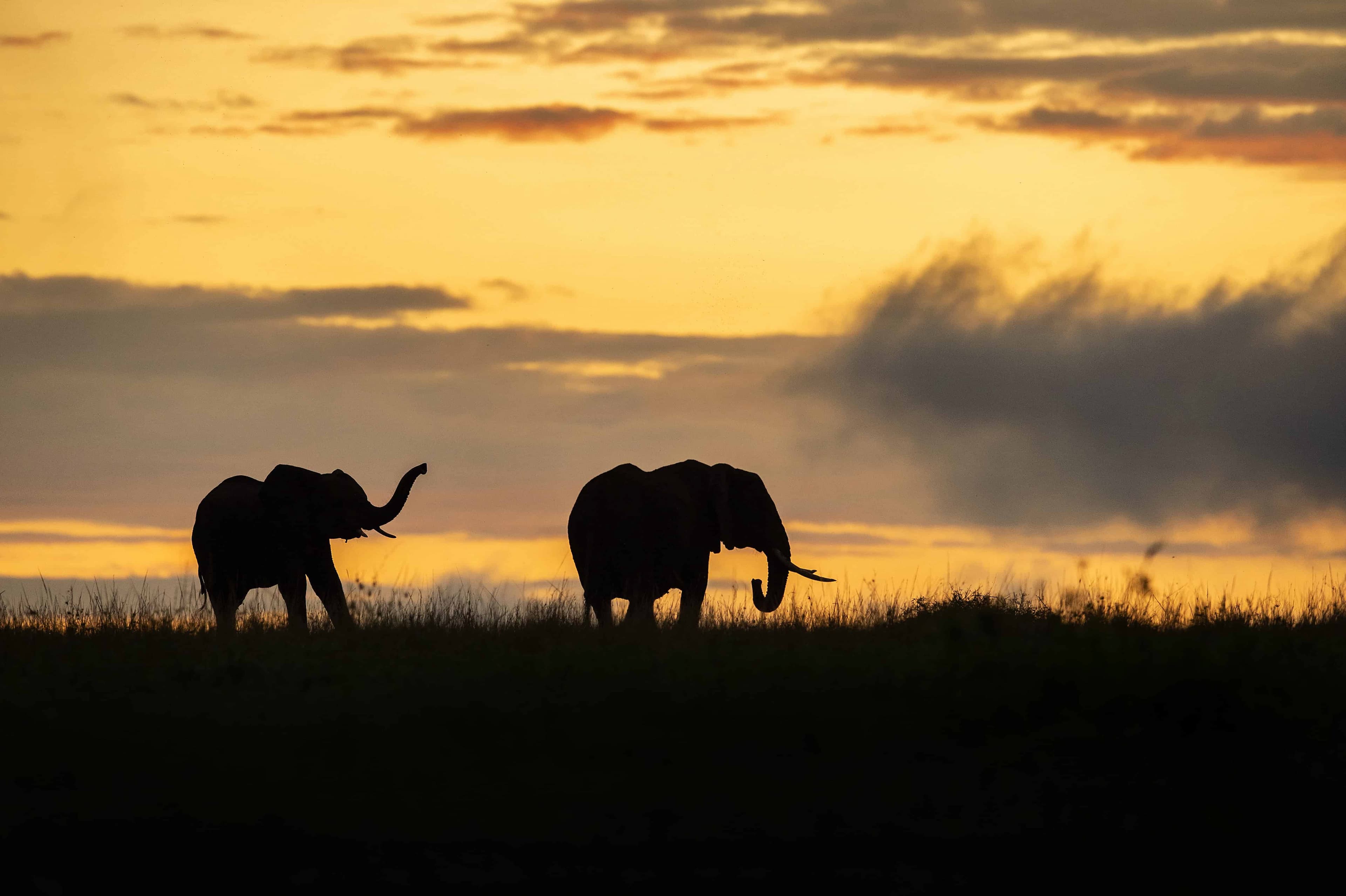 Mara Elephants