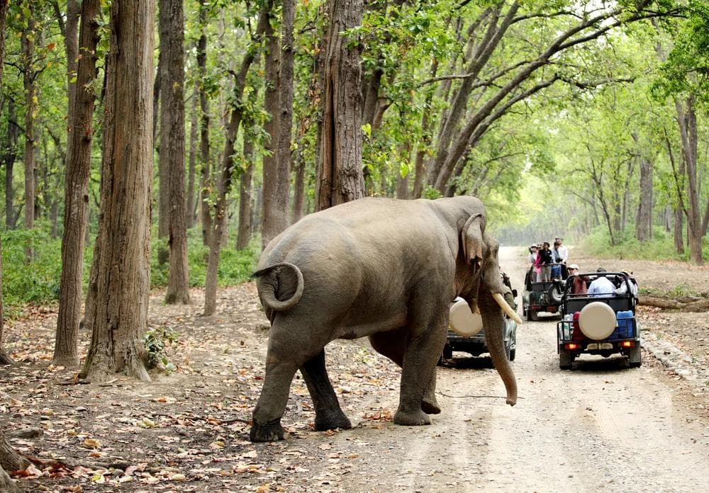Elephants in Corbett