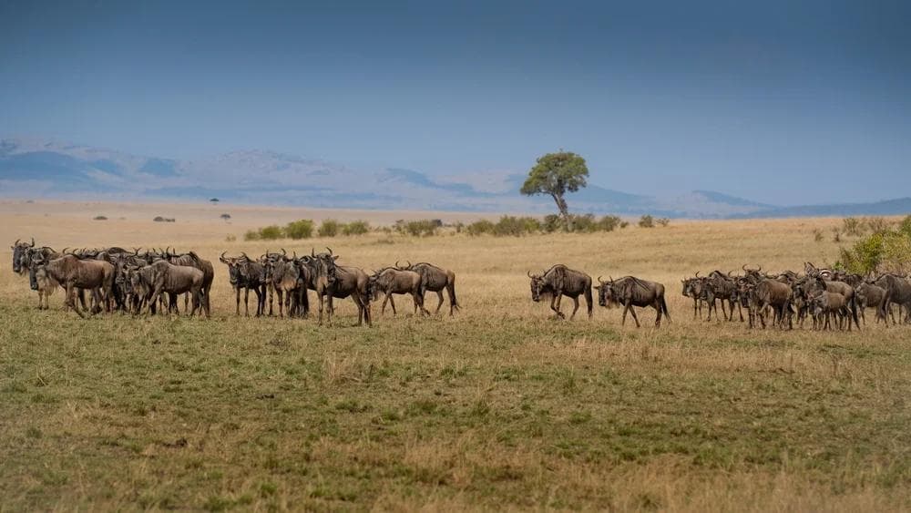 Serengeti National Park Tours: A Journey into the Wilderness