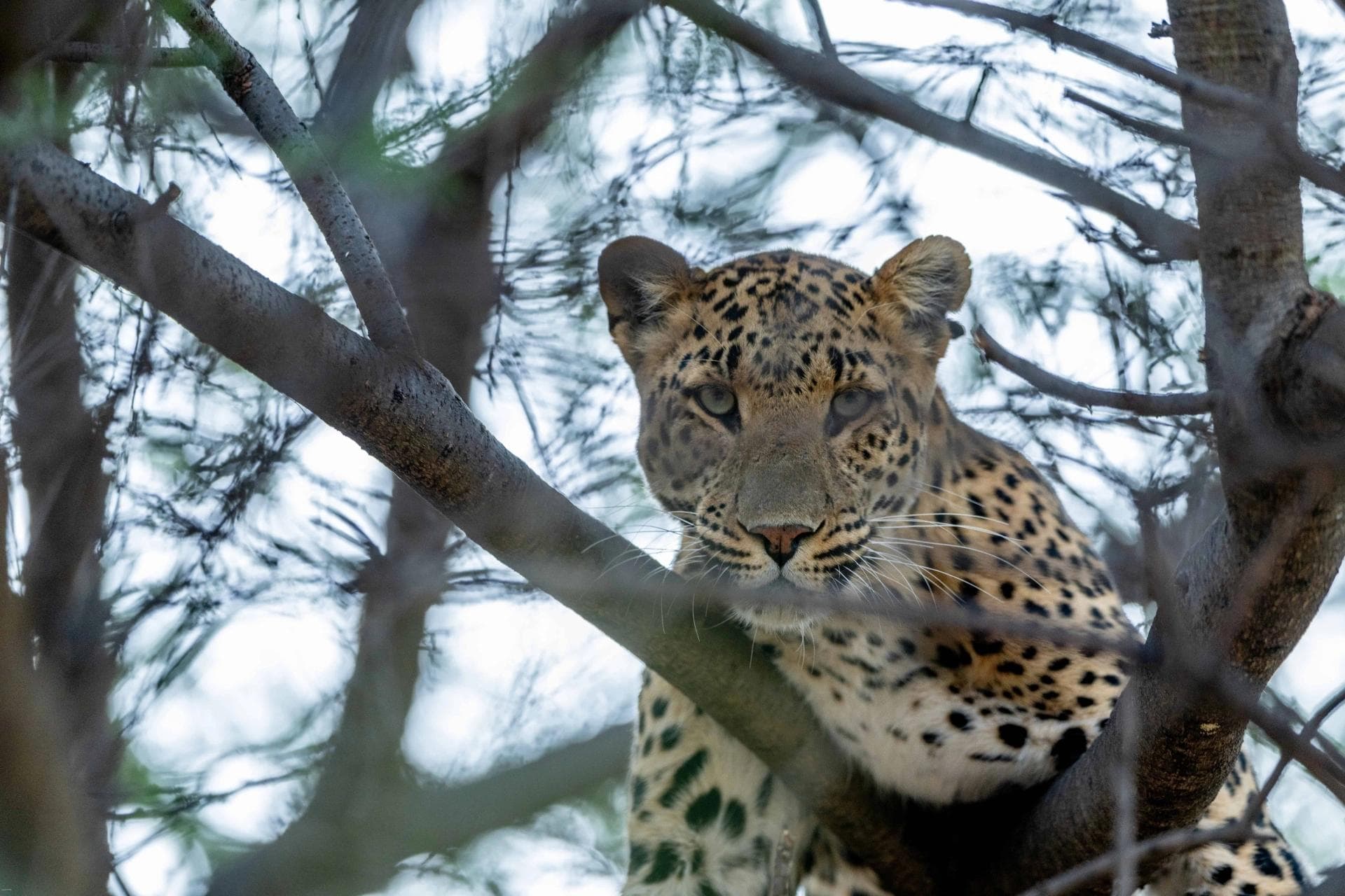 Rosettes & Riverbeds: Rajaji Leopard Safari