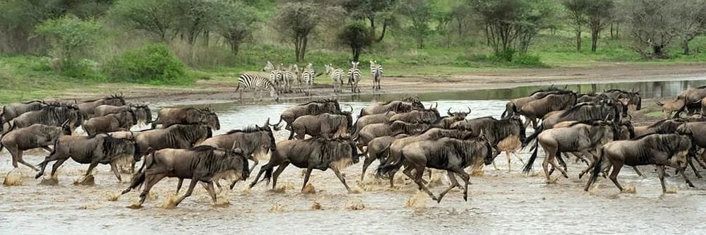 The Ndutu Area Serengeti Ecosystem - The Wild Terrain