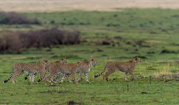 Great Migration Photography Safari - Serengeti