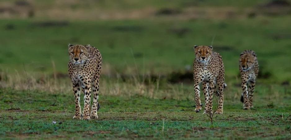 Leopard Safari - The Wild Terrain