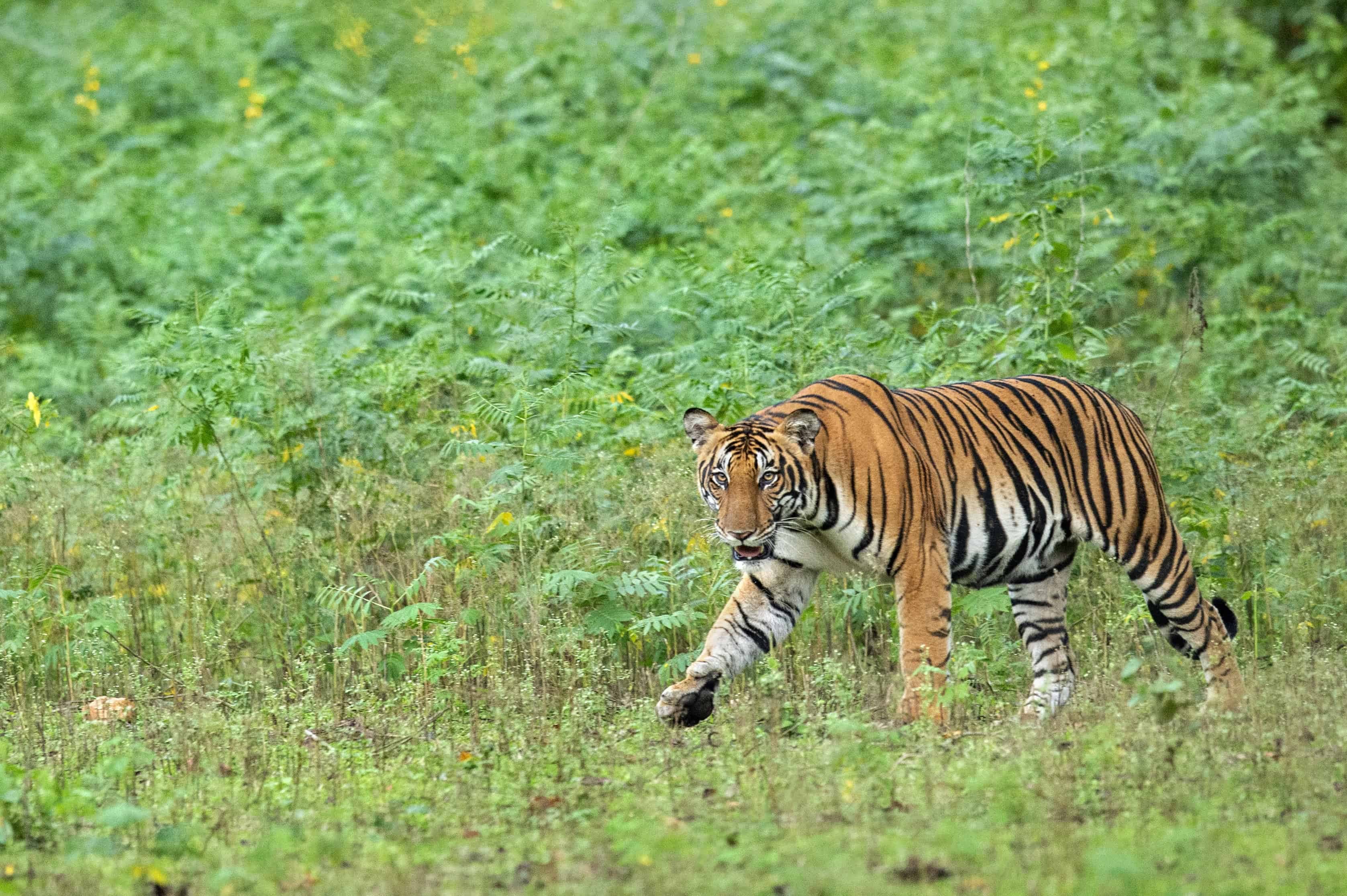 Indian Tiger