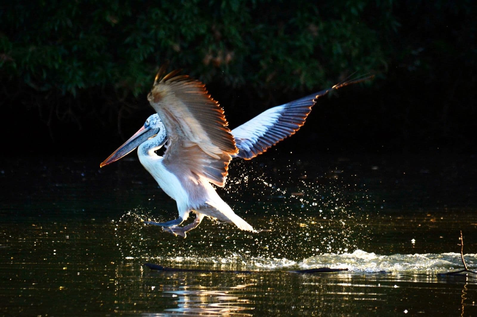 Ranganthittu Bird Photography Tour