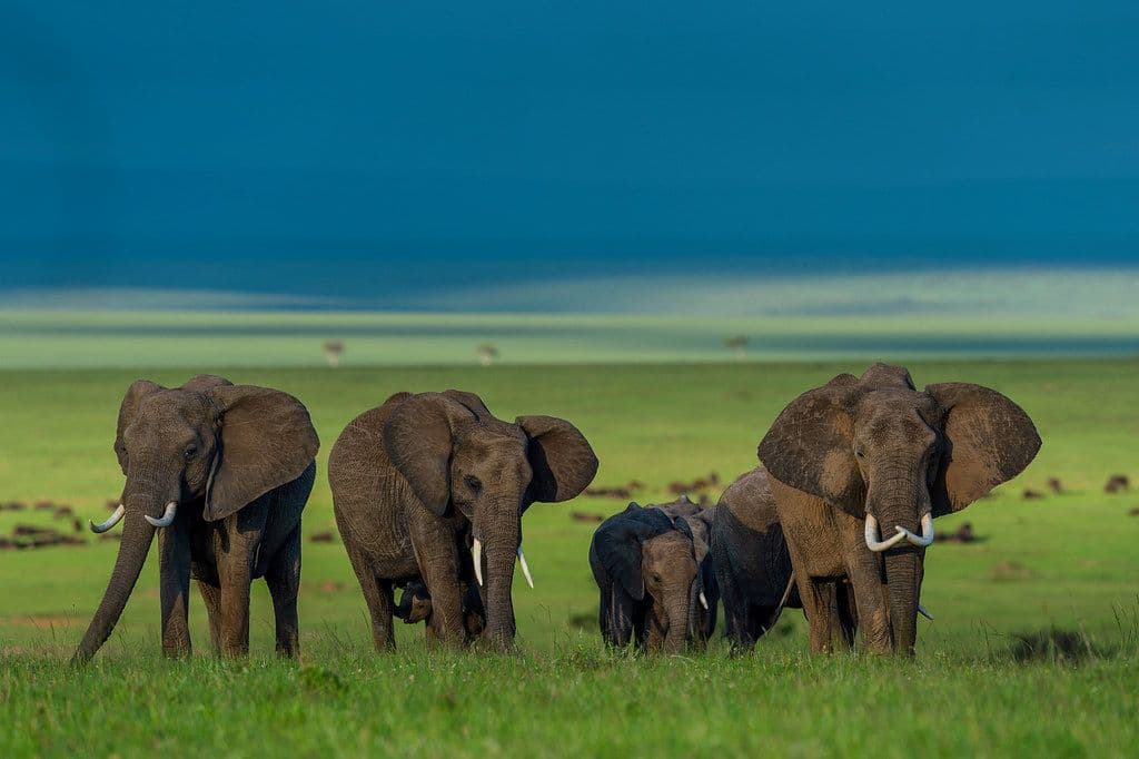 Kenya’s Big 5 Green Season Safari