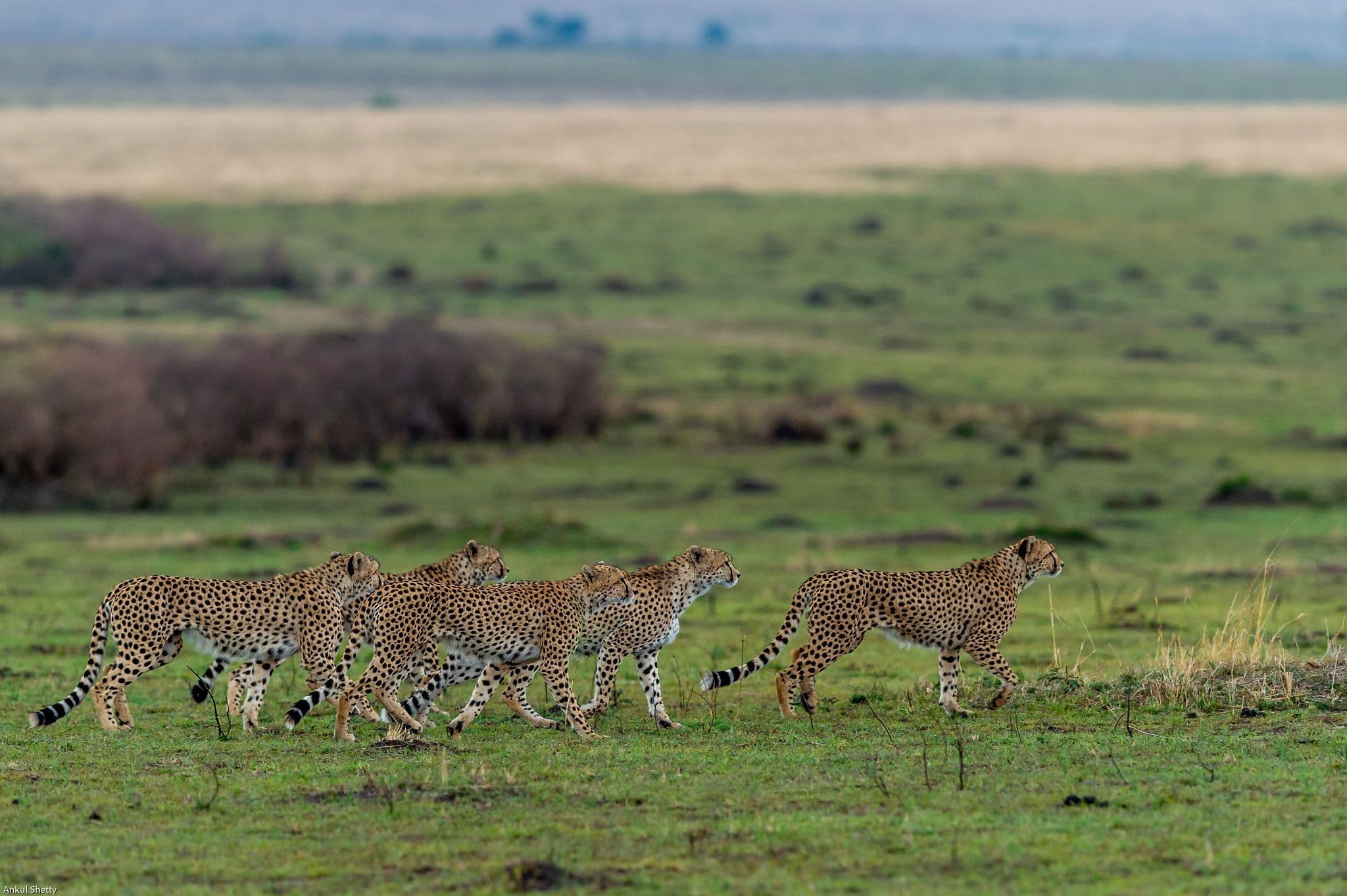 Jawai Leopard Safari - The Wild Terrain