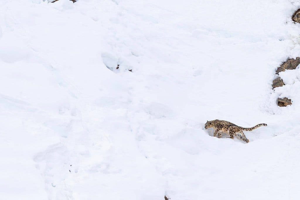 Spiti Valley Expedition: In Pursuit of the Himalayan Snow Leopard