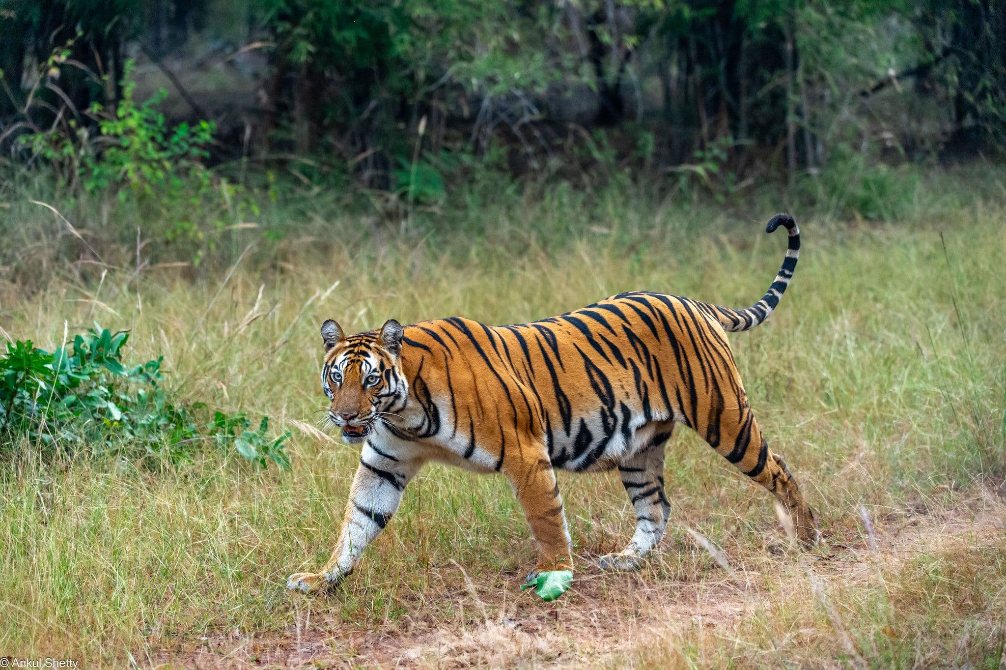 Bandhavgarh: Where Tigers Reign