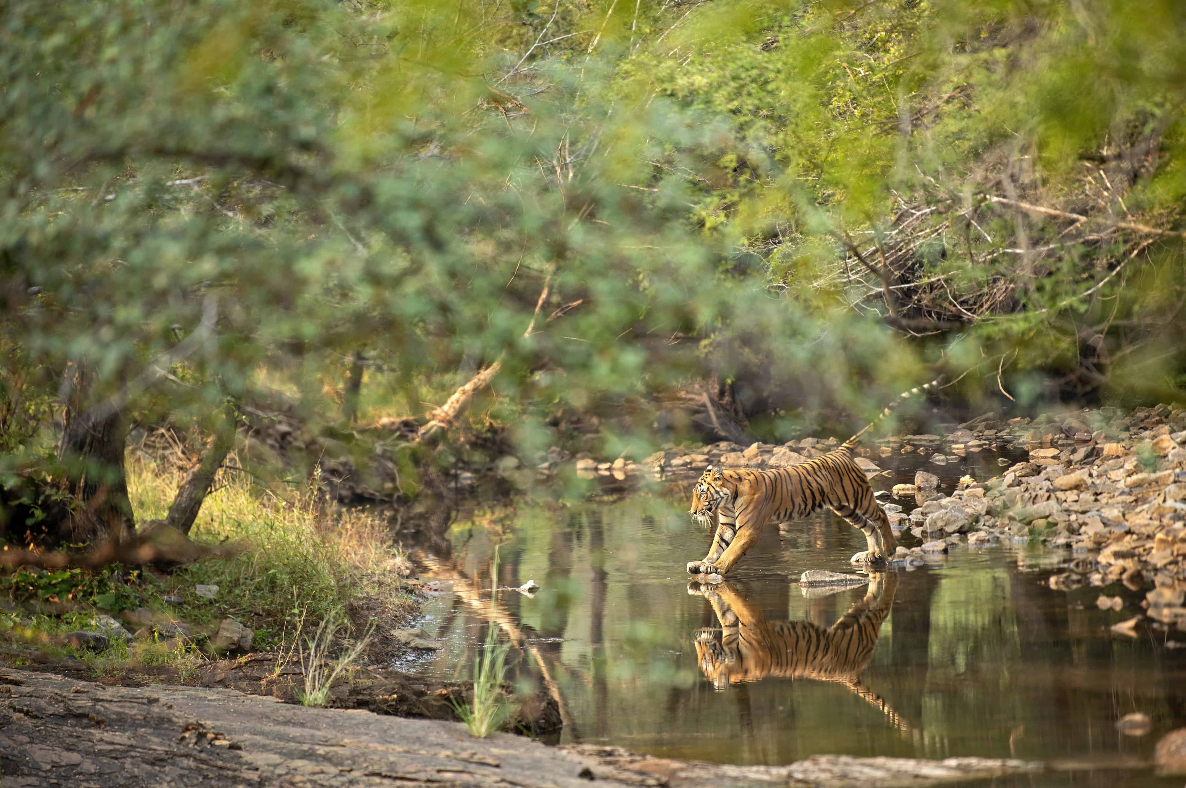 Ranthambore Tiger
