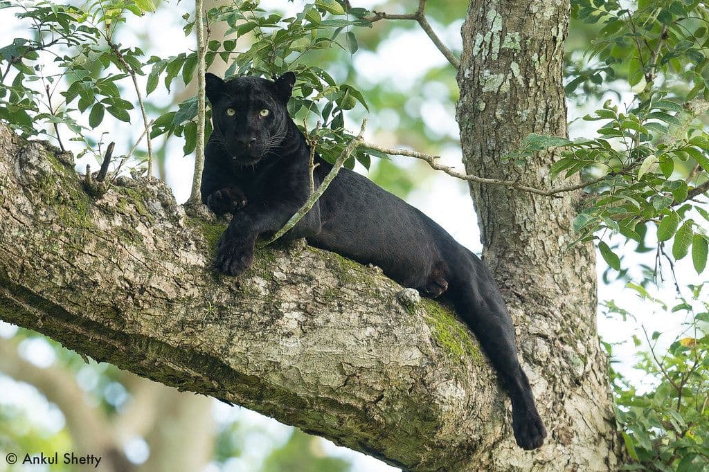 Kabini – The Land of the Leopard