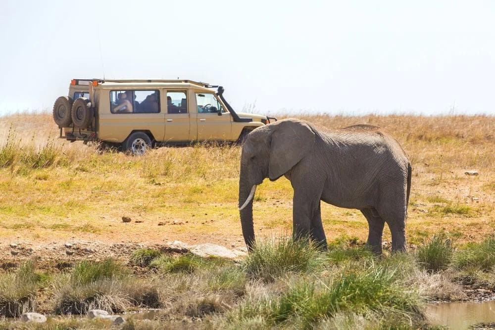 Serengeti Safari Tour