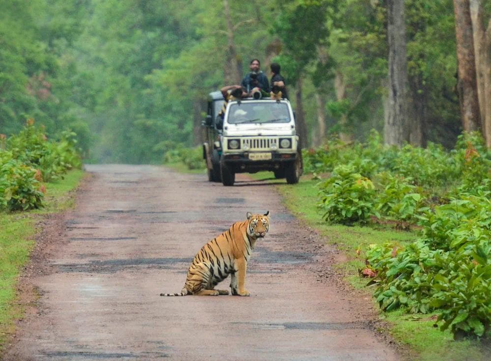 Wildlife Tour - The Wild Terrain