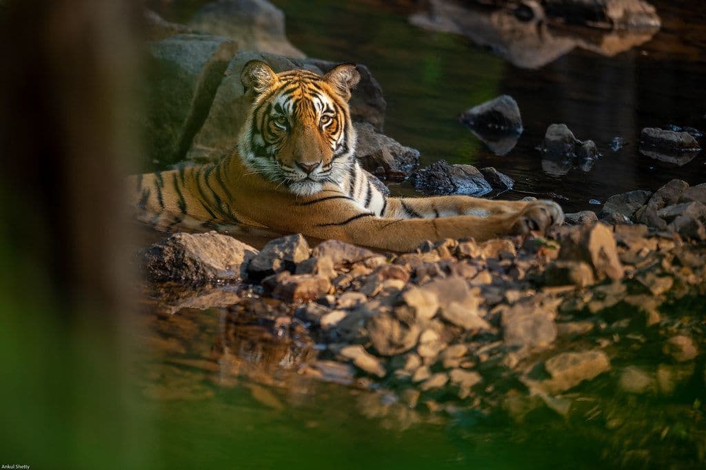 Ranthambore - India’s Tiger Kingdom