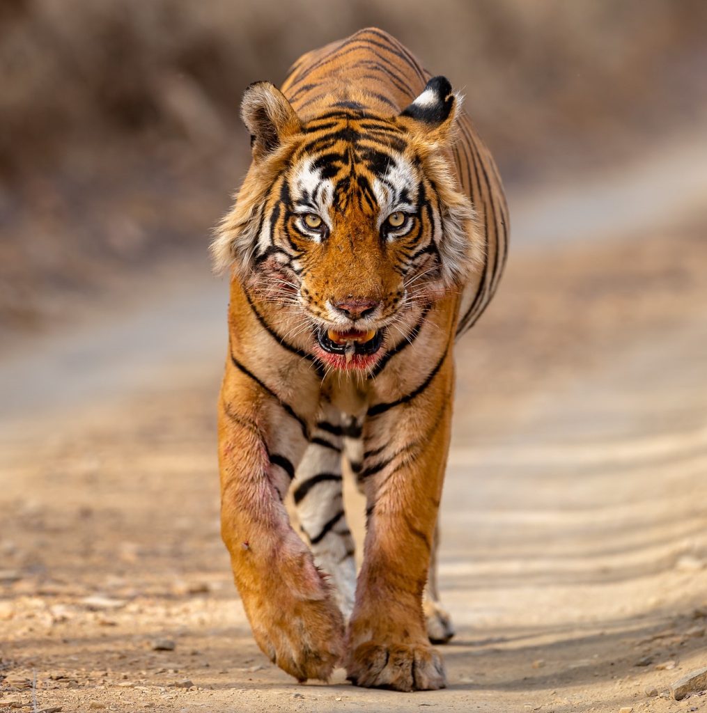 Ranathambore Tiger