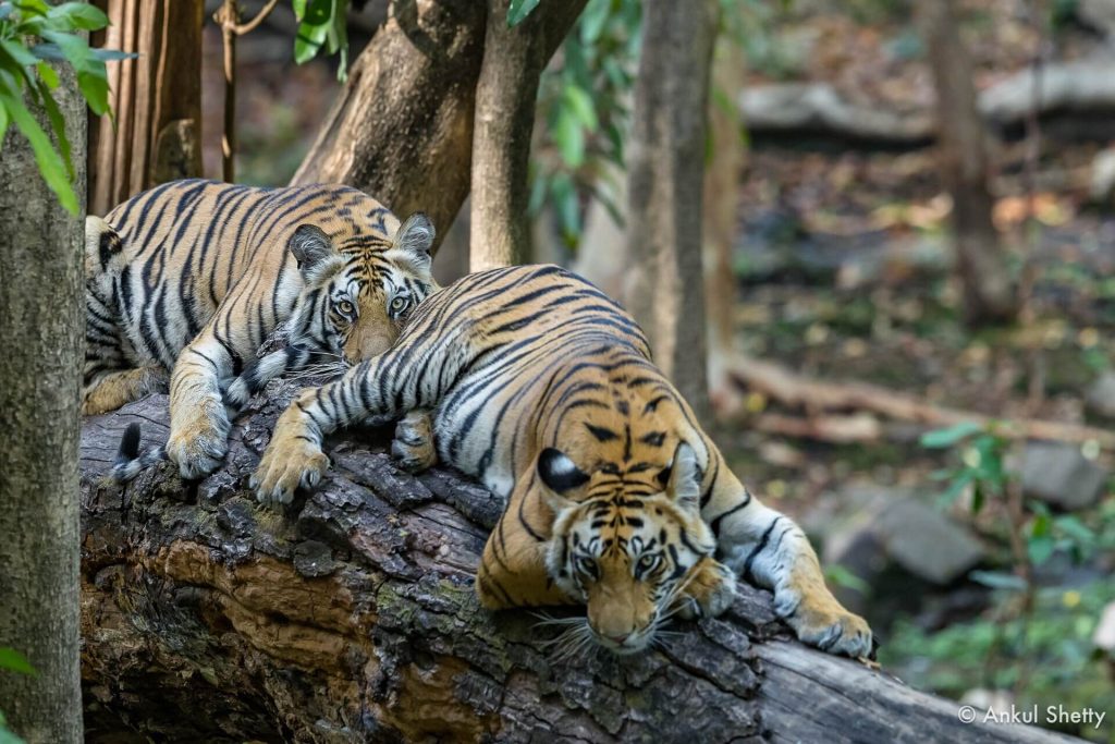 Bandhavagarh tiger