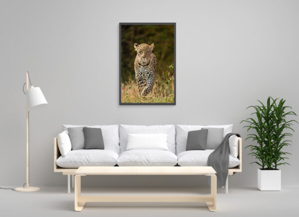 african leopard frame