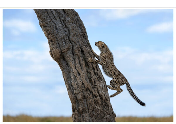 masai mara cheetah